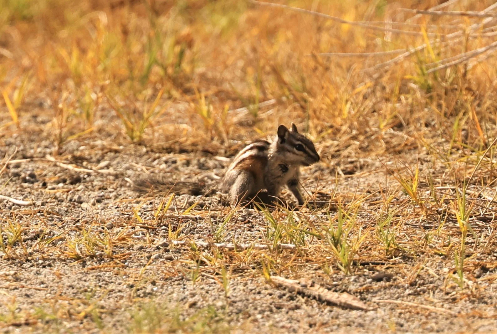 Neotamias Genus Neotamias Western Chipmunks — Coke Smith Wildlife