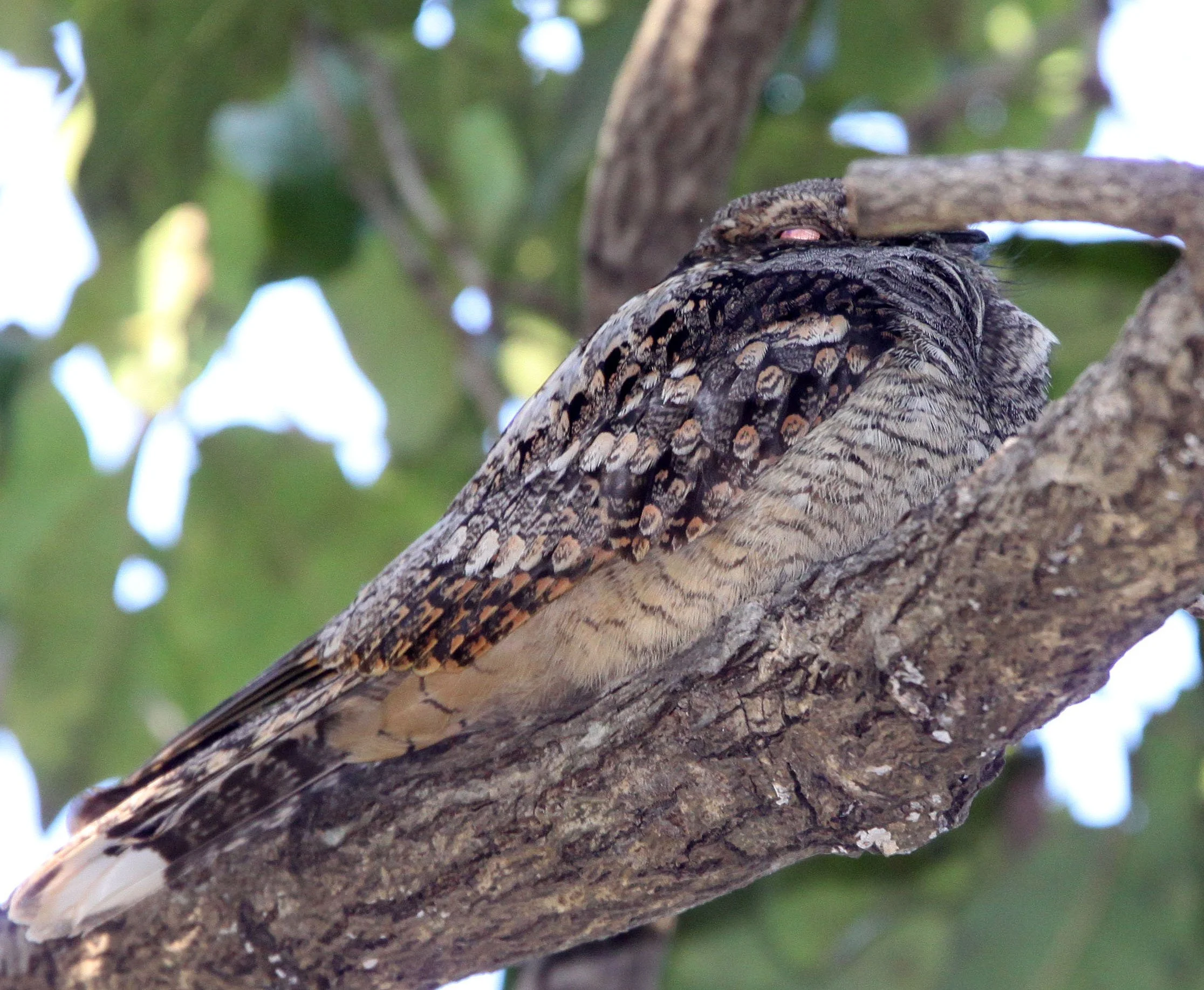 BIRD - NIGHTJAR - GREY NIGHTJAR - GIR FOREST GUJARAT INDIA (1).JPG