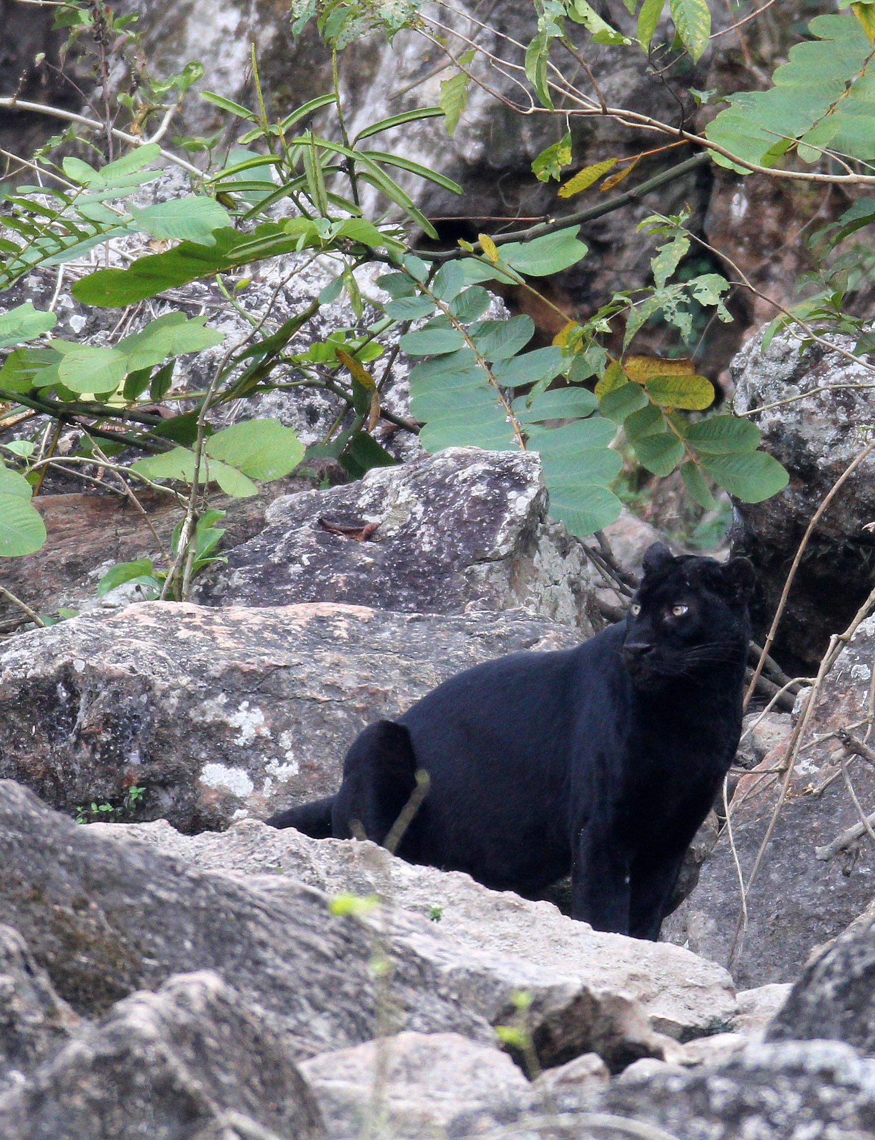 Panthera pardus delacouri - INDOCHINESE LEOPARD - MELANISTIC FORM - HUAI KHA KHAENG - KAPOK KAPIEN STATION & MINERAL LICK - THAI (307).JPG