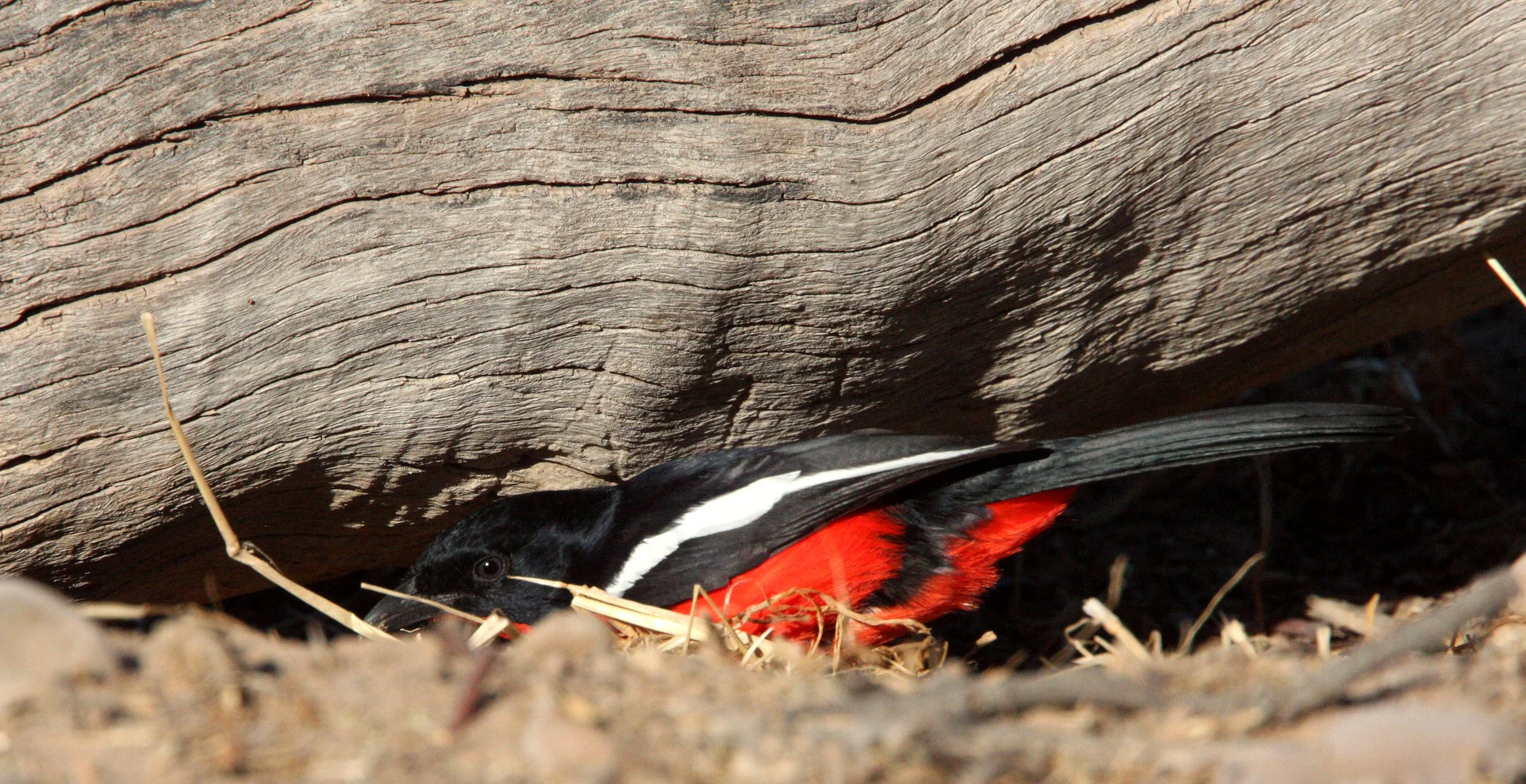 Crimson-breasted Shrike (Laniarius atrococcineus) Kgalagadi NP South Africa (6).JPG