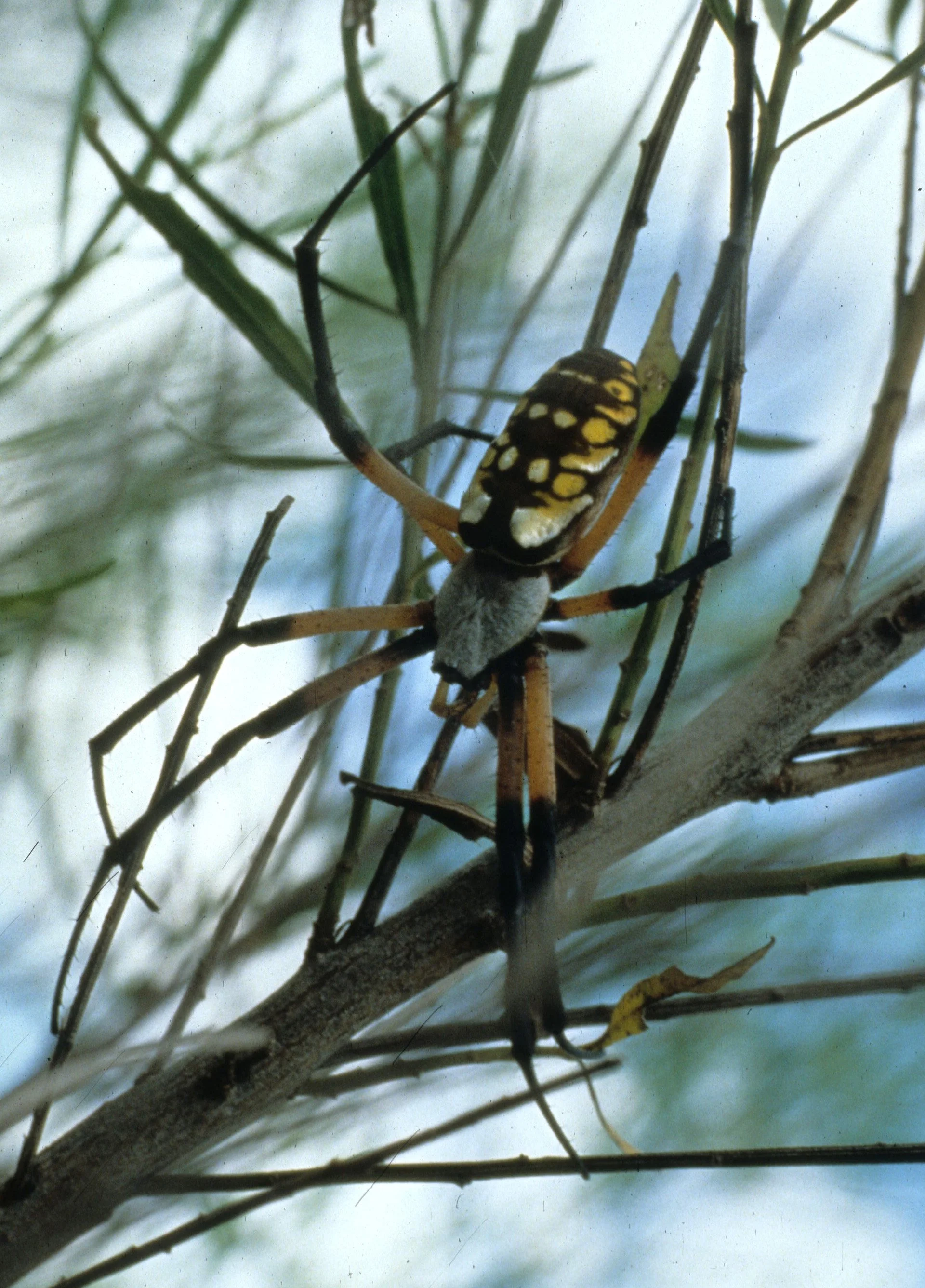 INVERTS - ARACHNIDA - GARDEN SPIDERS - UGANDA (7).jpg