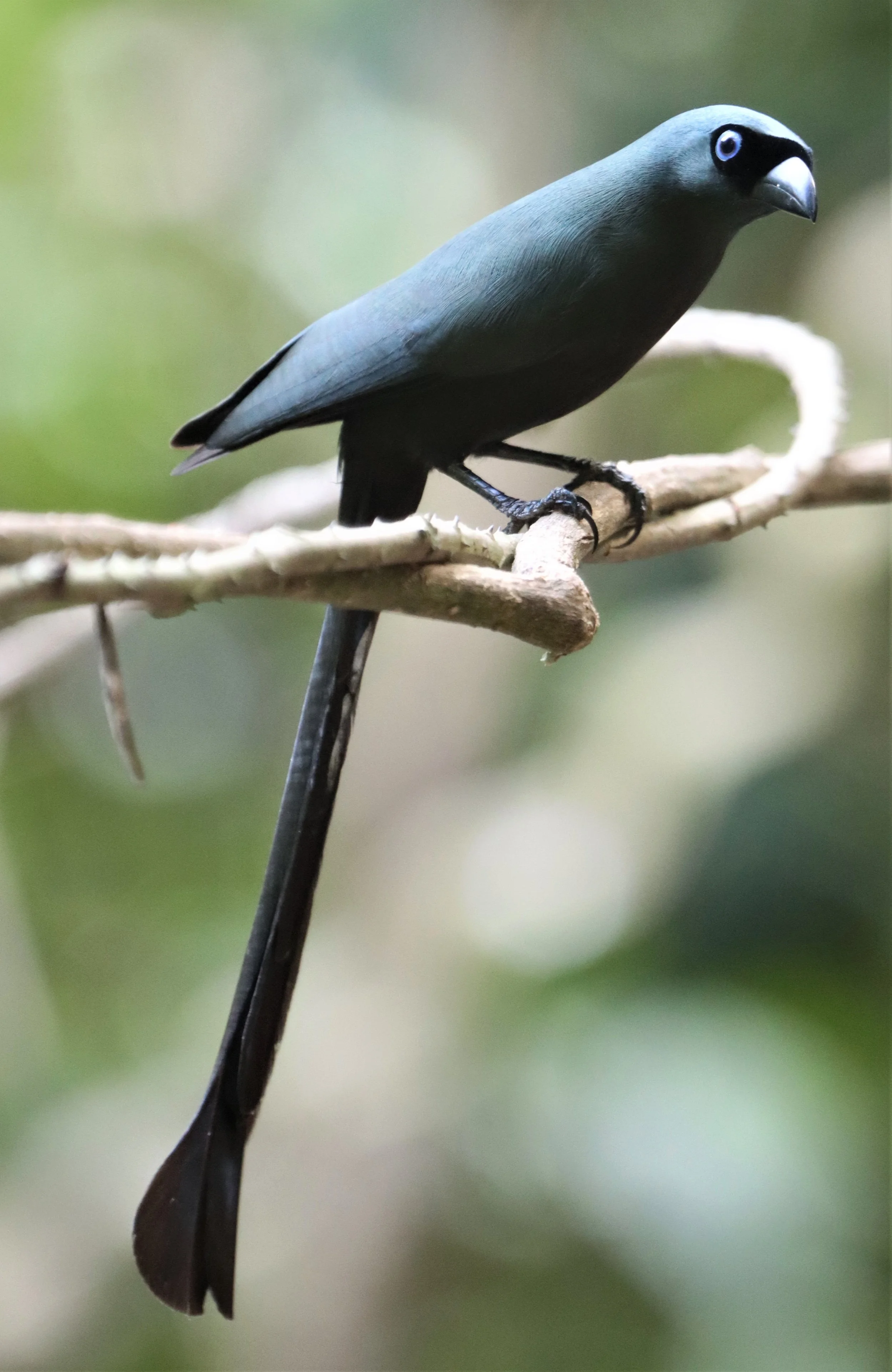 TREEPIE - RACKET-TAILED TREEPIE -Crypsirina temia - NEUNG HIDE KAENG KRACHAN (3).jpg