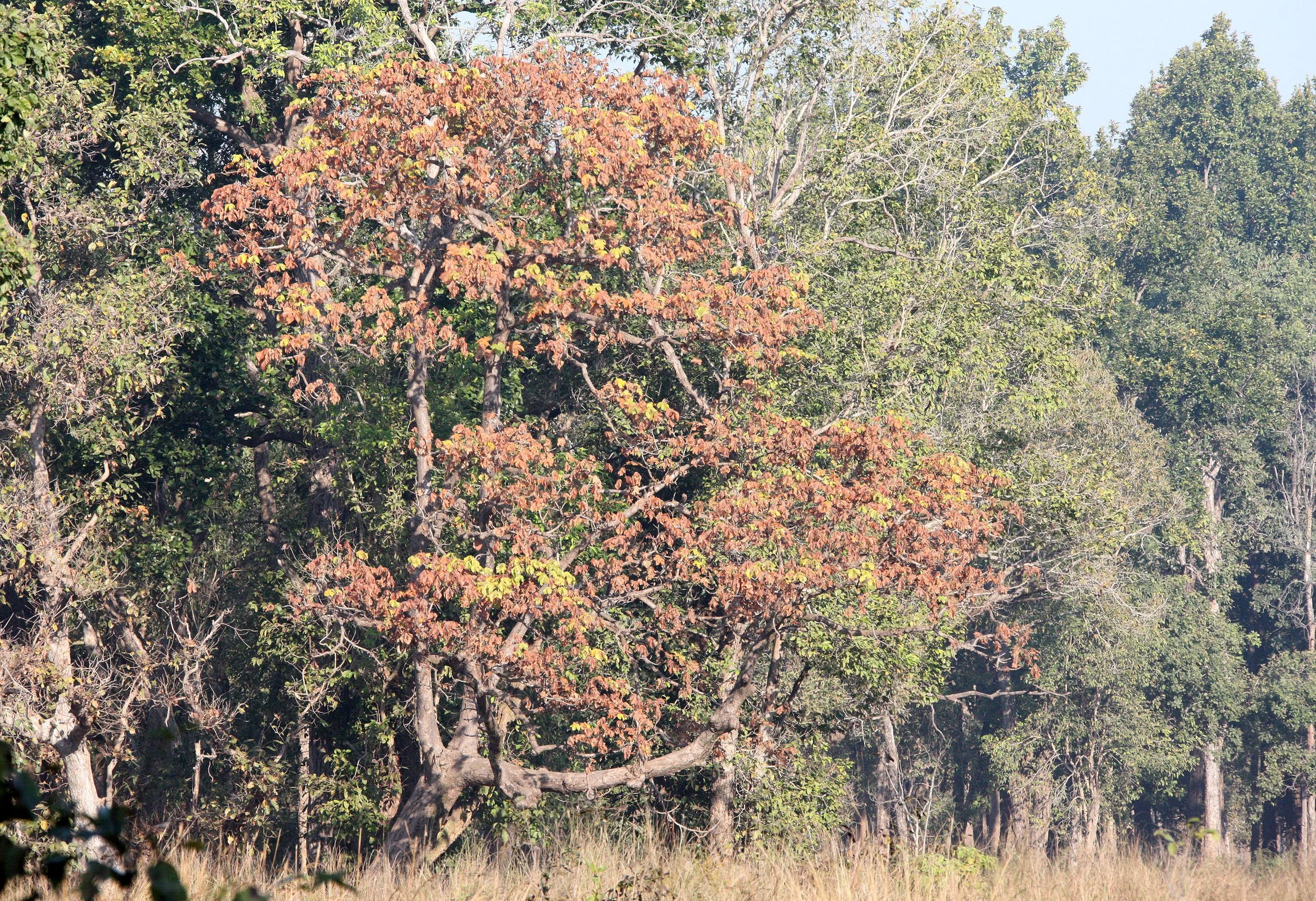 MADHYA PRADESH - KANHA NATIONAL PARK MADHYA PRADESH INDIA (20).JPG