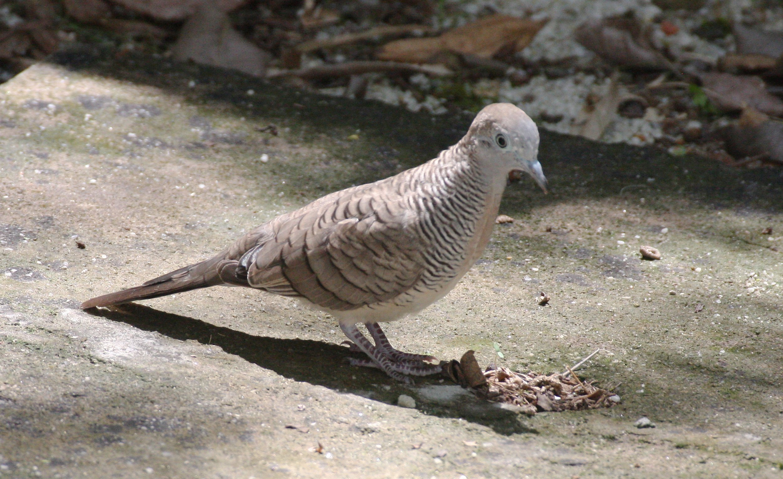 Zebra dove (Geopelia striata) Koh Lanta Thailand (1).JPG