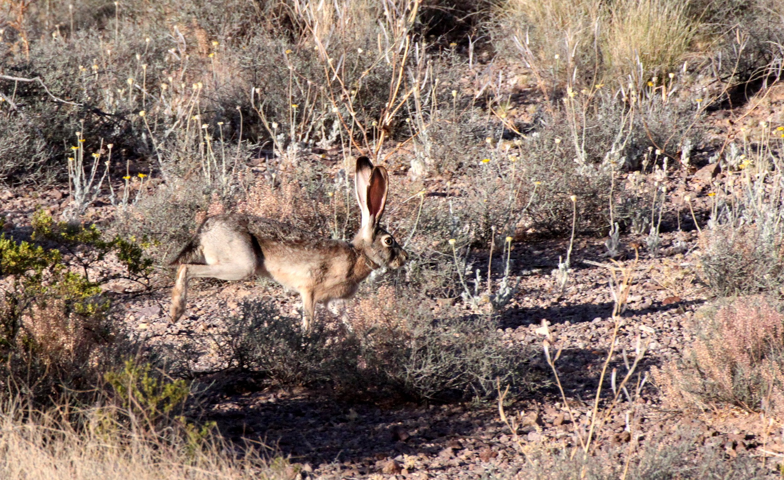LAGOMORPH - RABBIT - BLACK-TAILED JACK RABBIT - A MOUNTAIN LAS CRUCES NEW MEXICO (7).JPG