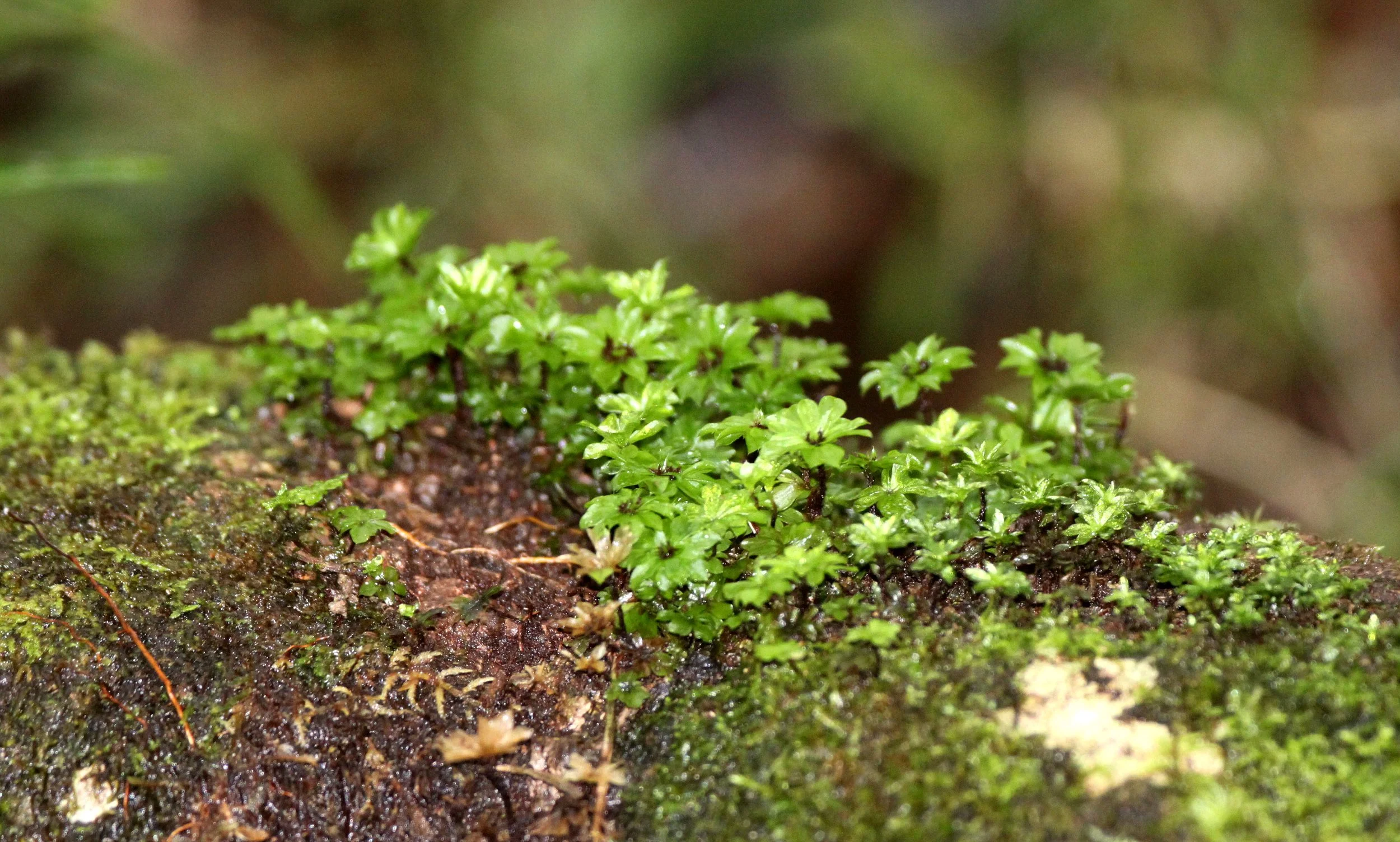 PLANT - MOSS OR LIVERWORT SPECIES - ANDISABE NATIONAL PARK MADAGASCAR.JPG