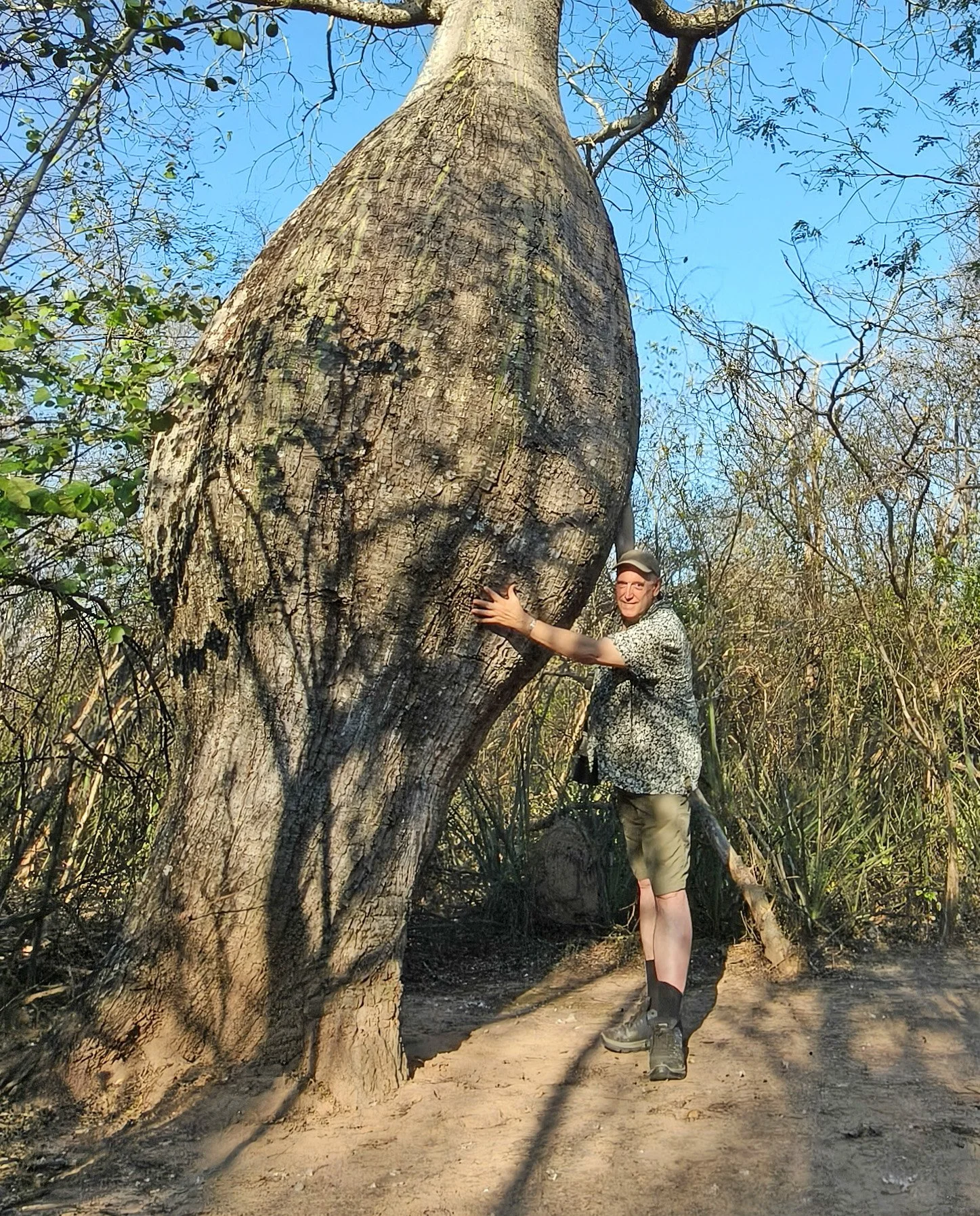 Ceiba chodatii