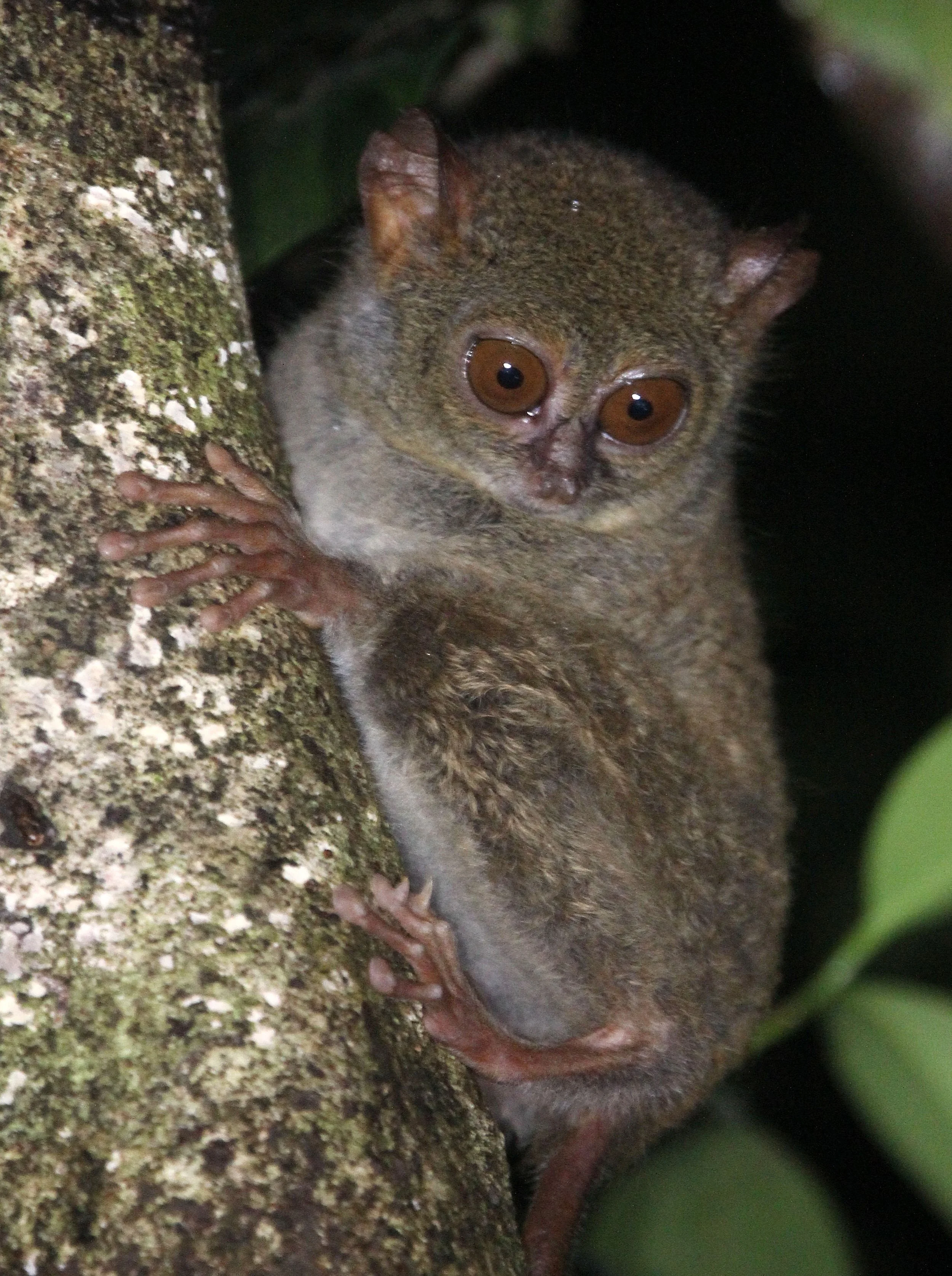 TARSIIDAE - Tarsius tarsier - SELAYAR (SPECTRAL) TARSIER - TANGKOKO NATIONAL PARK SULAWESI INDONESIA (72).JPG