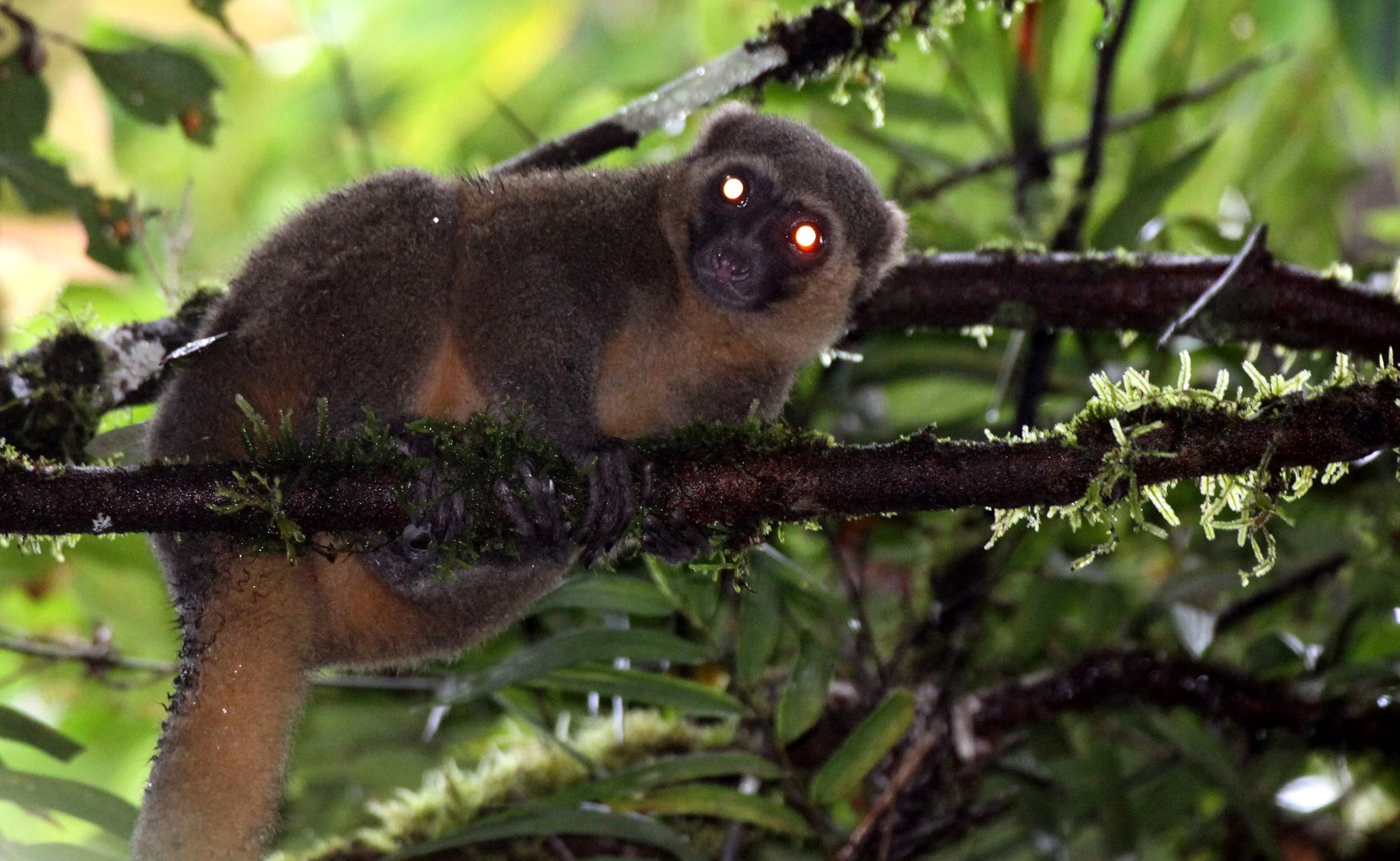 LEMURIDAE - Hapalemur aureus - GOLDEN BAMBOO LEMUR - RANOMAFANA NATIONAL PARK MADGASCAR (14).JPG