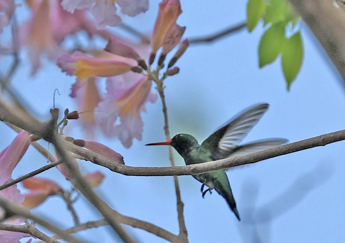 Glittering-bellied Emerald (Chlorostilbon lucidus) Estancia Campo'í Paraguay (83).jpg