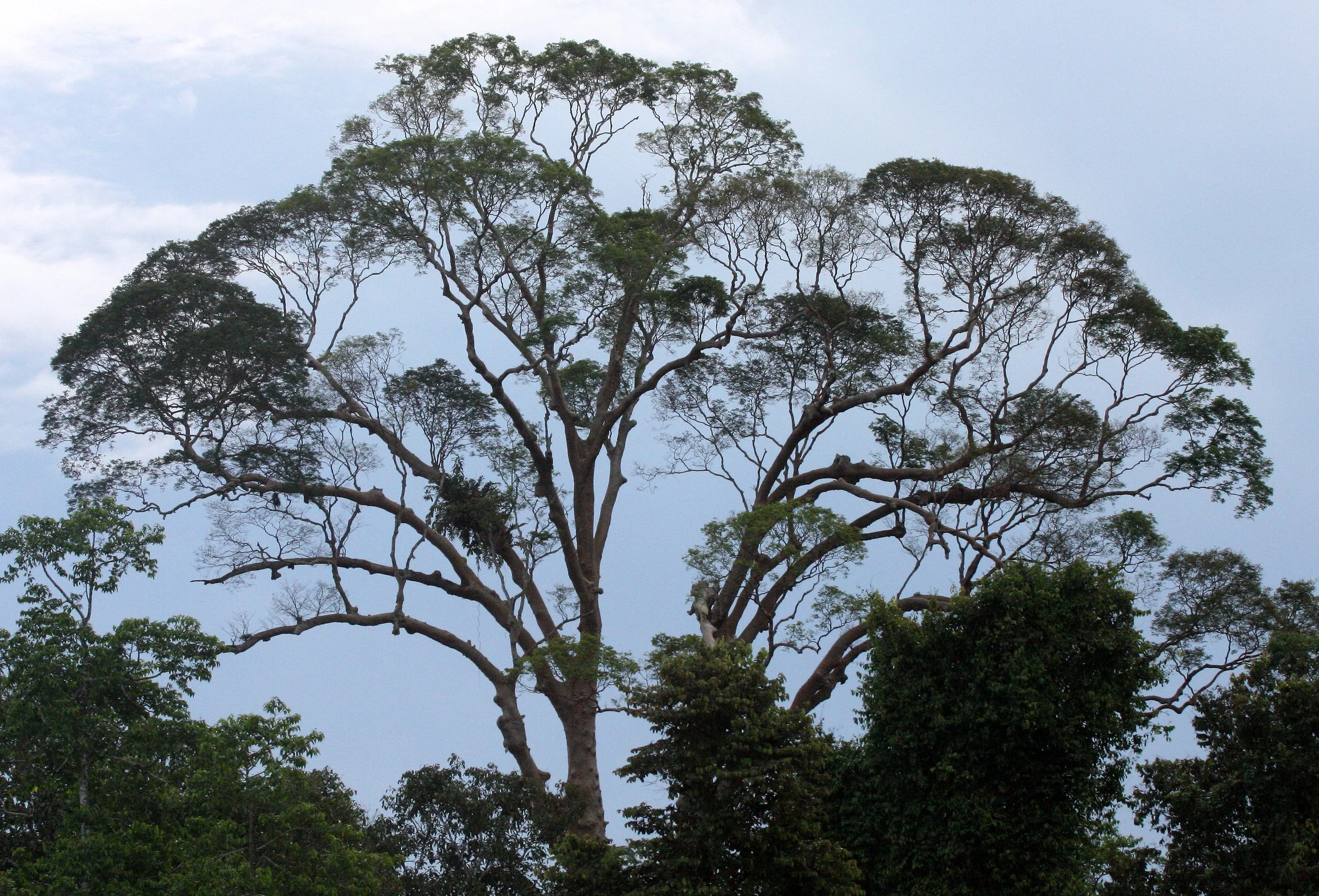 KINABATANGAN RIVER BORNEO - TREE SPECIES D.JPG
