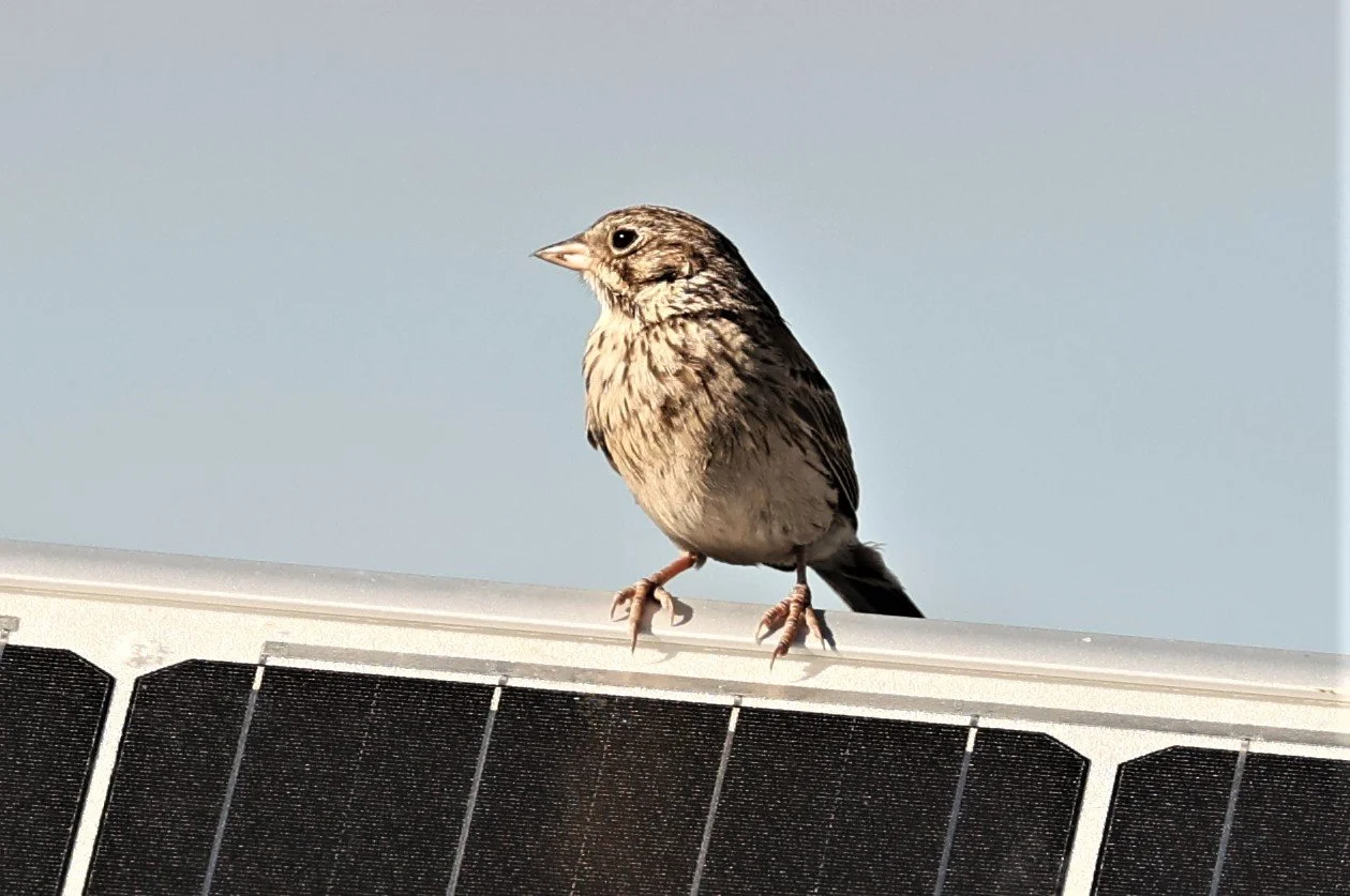 Brewer's Sparrow (Spizella breweri)  Fossil Buttes National Monument Wyoming (19).jpg