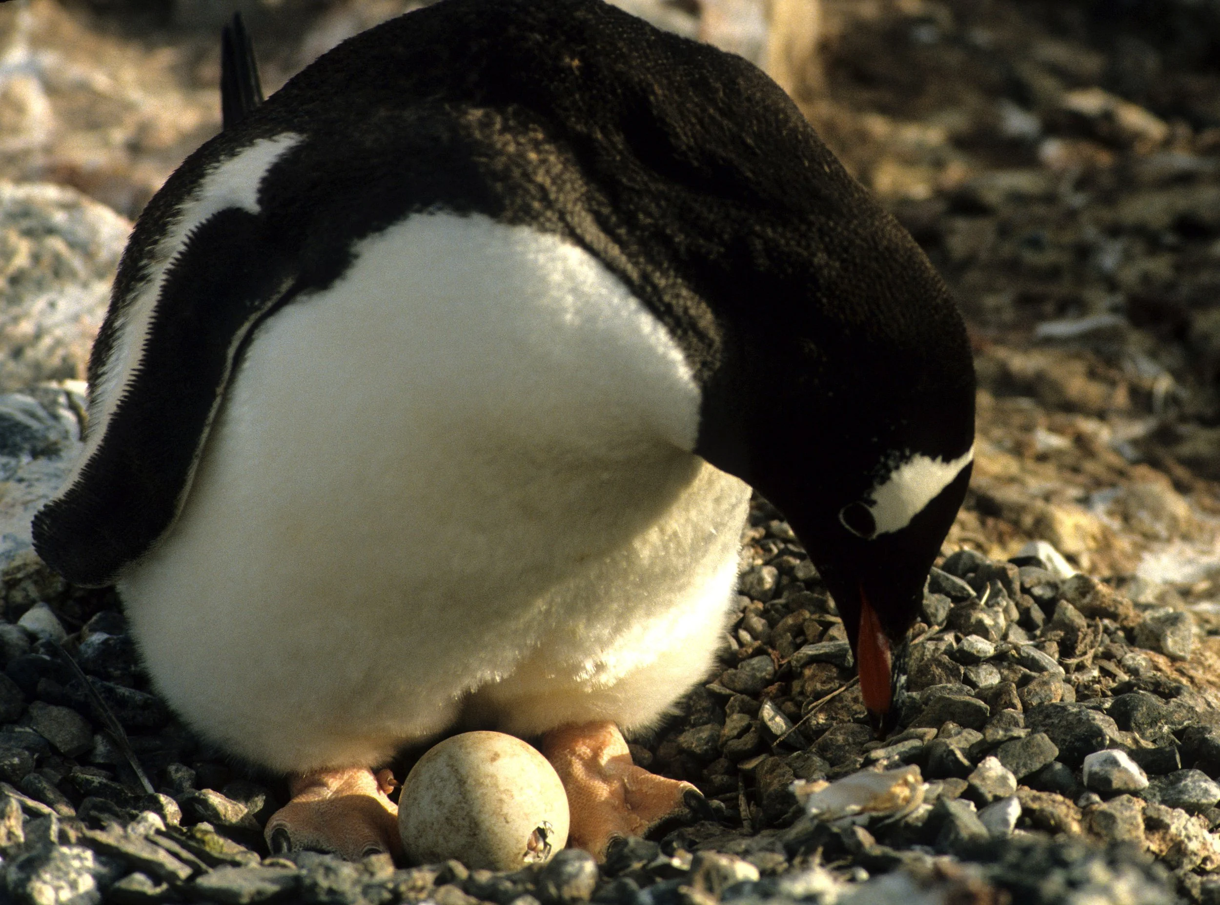 Gentoo Penguin (Pygoscelis papua) Antarctic Peninsula New Chick (3).jpg