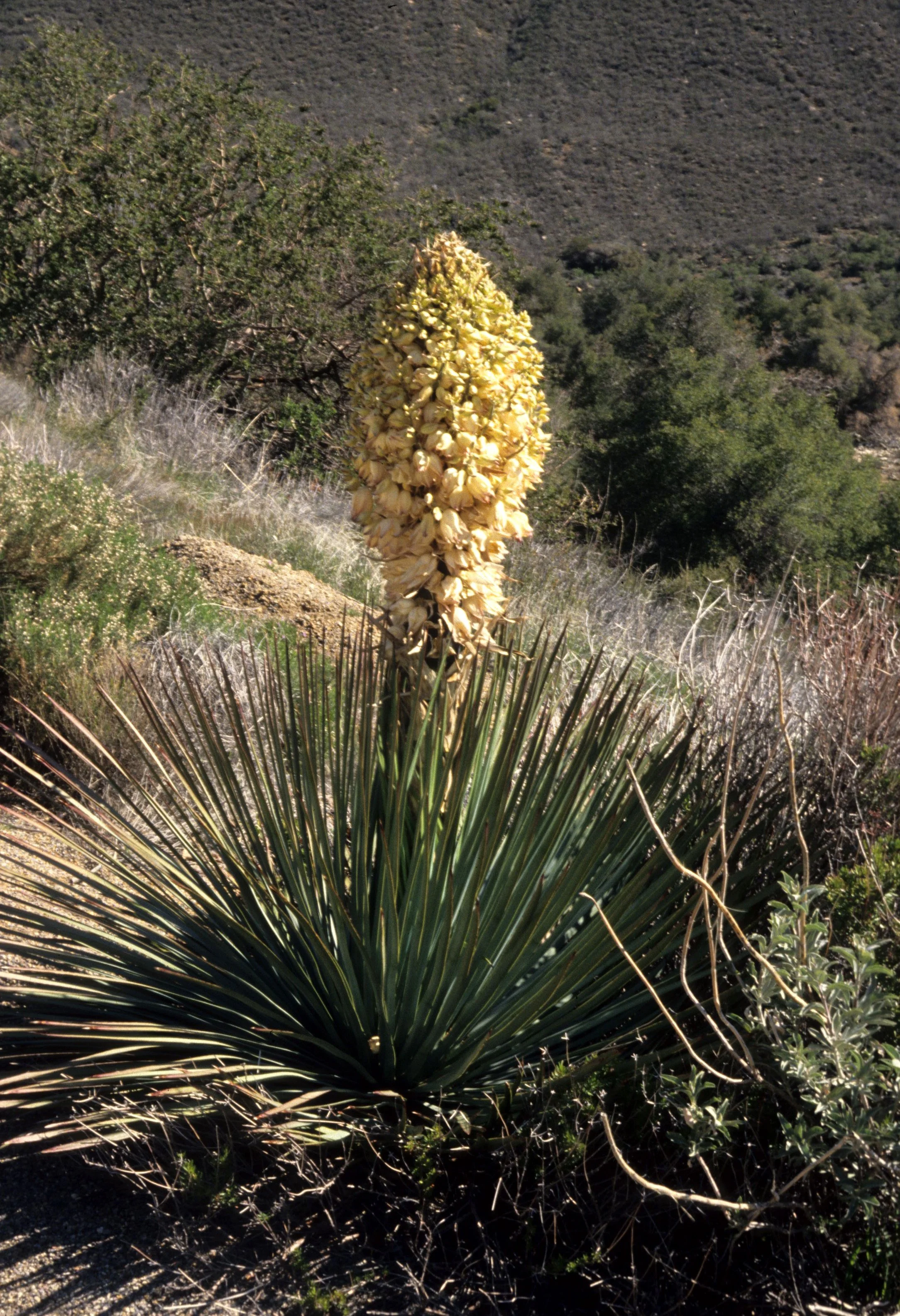 ANZA BORREGO - YUCCA SPECIES IN BLOOM.jpg