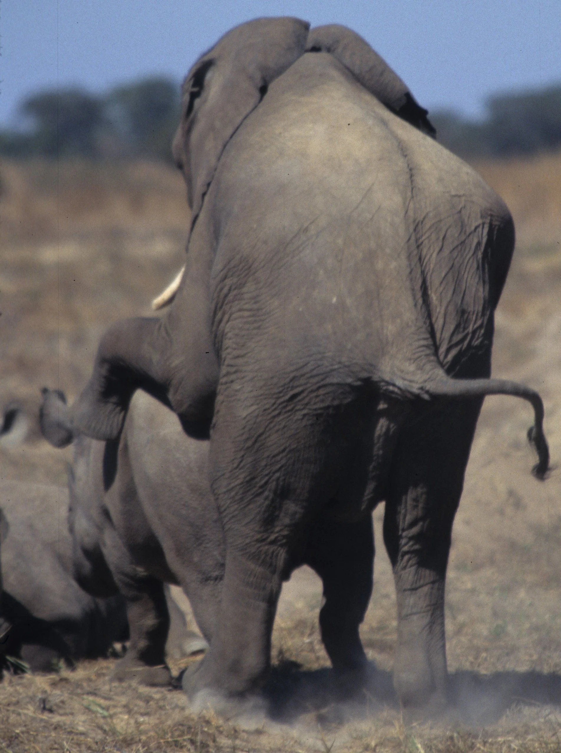 ELEPHANT - ZIMBABWE K.jpg