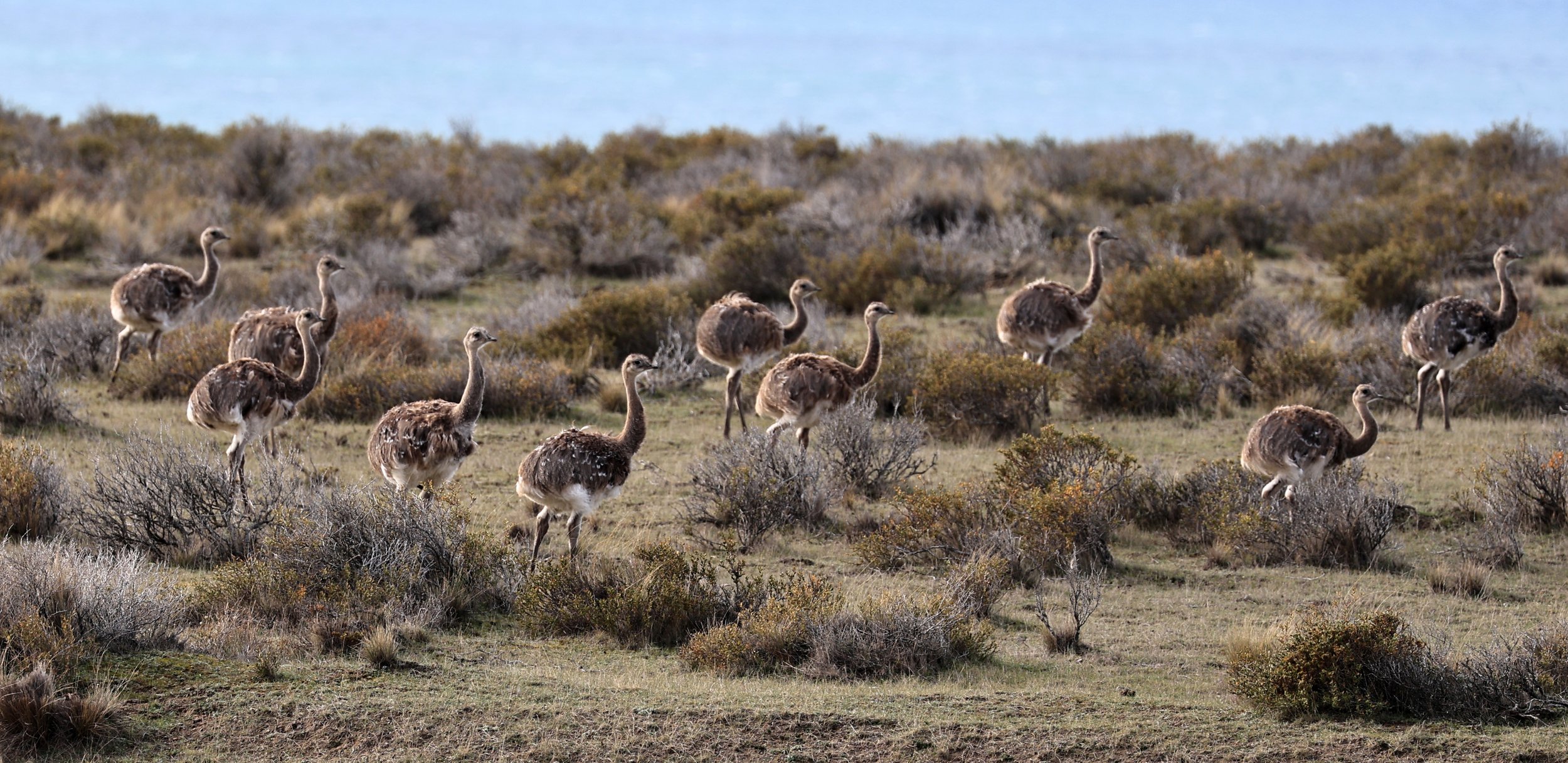 Lesser or Darwin's  Rhea (Rhea pennata) Valdes Peninsula, Chubut Province, Argentina Day 2 (32).jpg