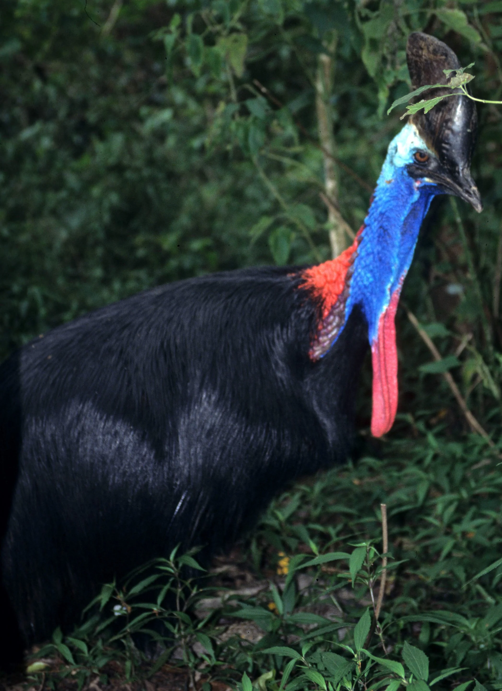 BIRD - SOUTHERN CASSOWARY - DAINTREE RAINFOREST G.jpg