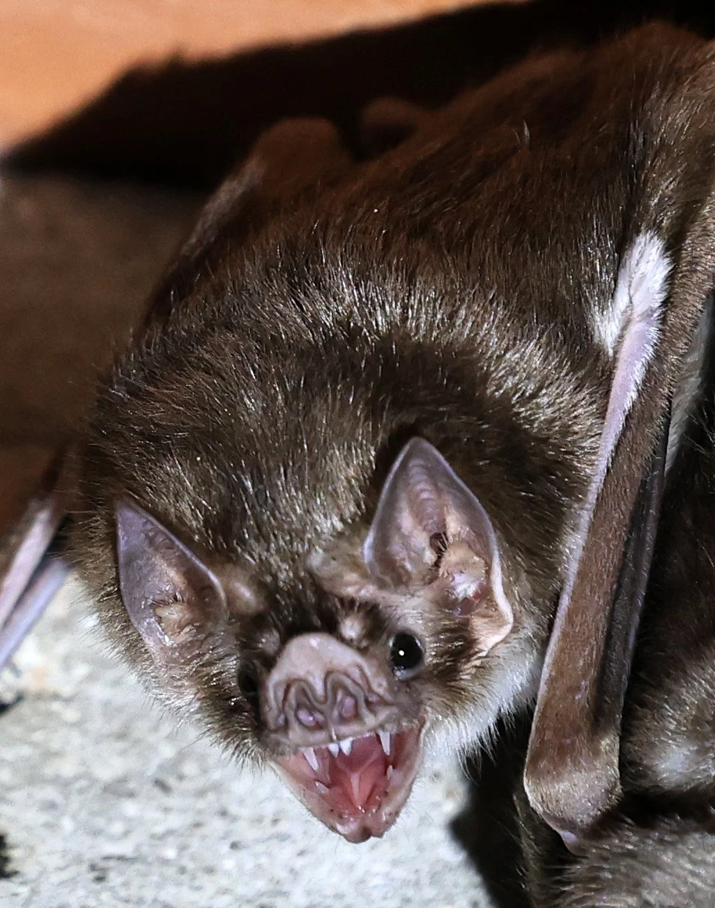 Common Vampire Bat (Desmodus rotundus) Abandoned house on road between Pozo Colorado & Asuncion (12).jpg