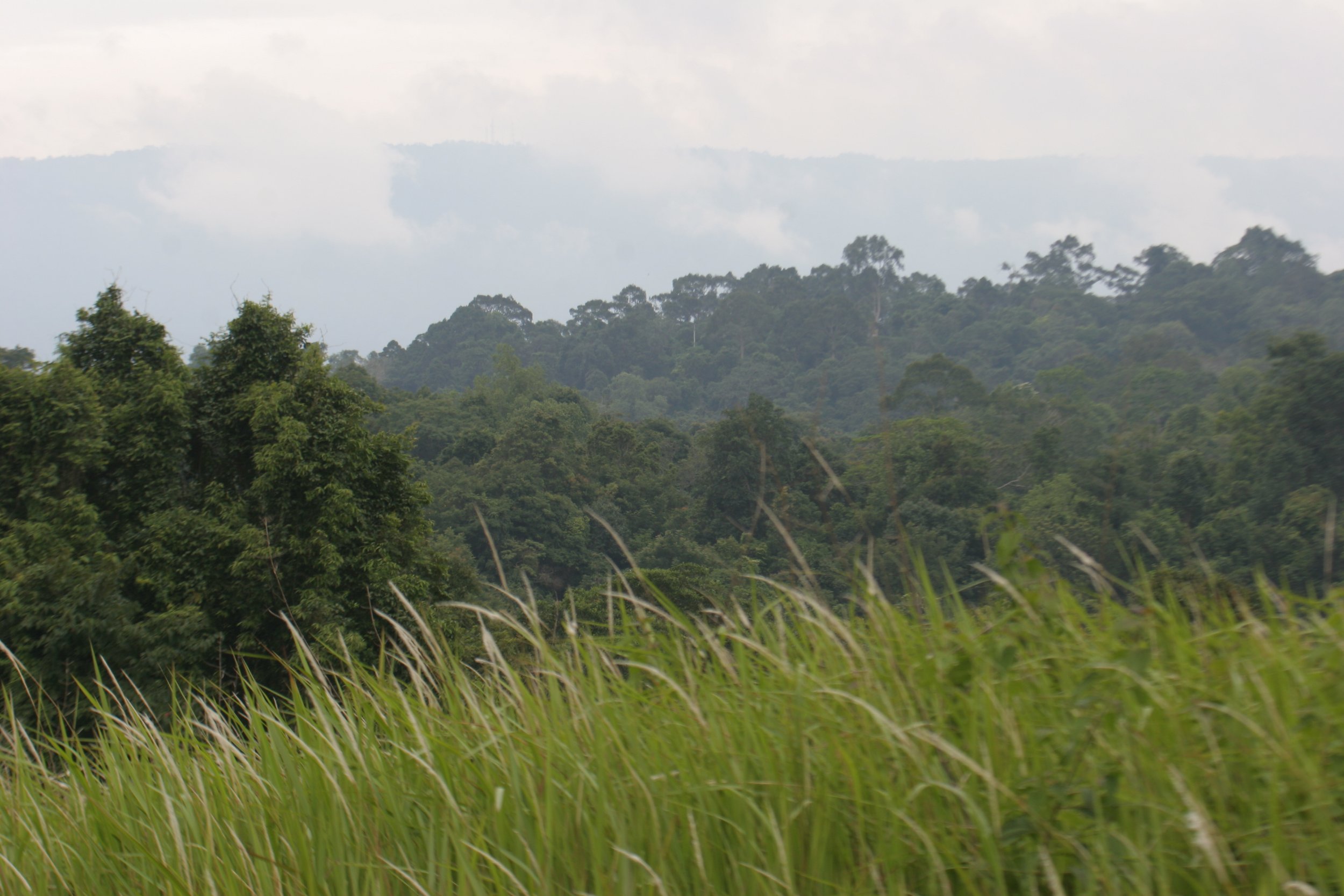 Over the last 50 years, many of these open grasslands have actually begun to revert to scrubland and forest