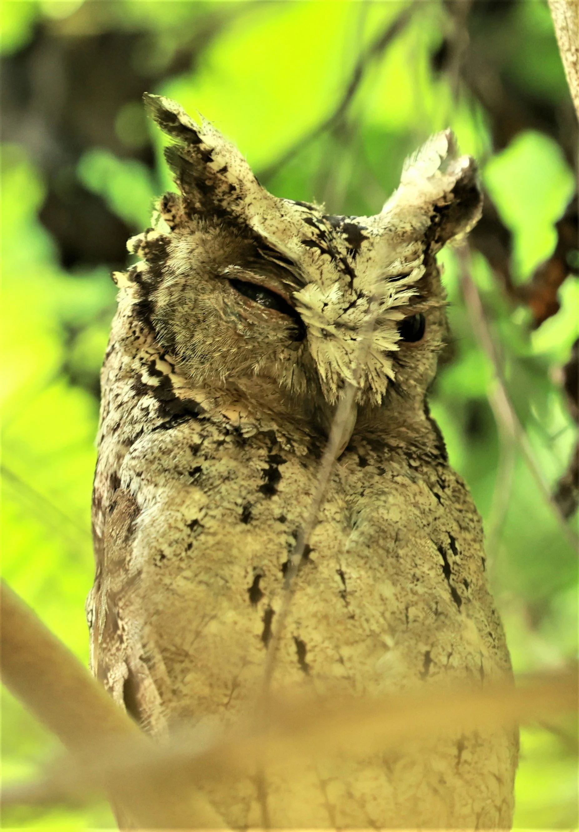 Collared Scops Owl (Otus lettia)