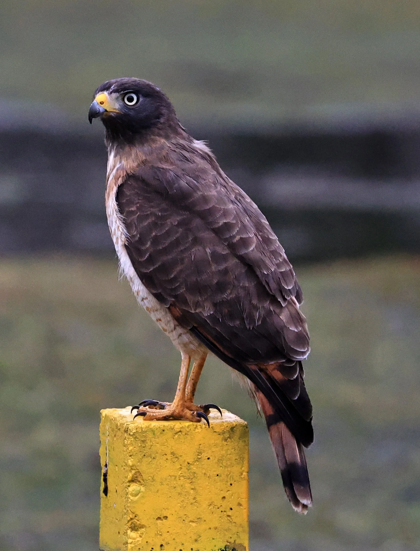 Roadside Hawk (Rupornis magnirostris) El Palmar National Park, Entre Rios, Argentina (8).jpg