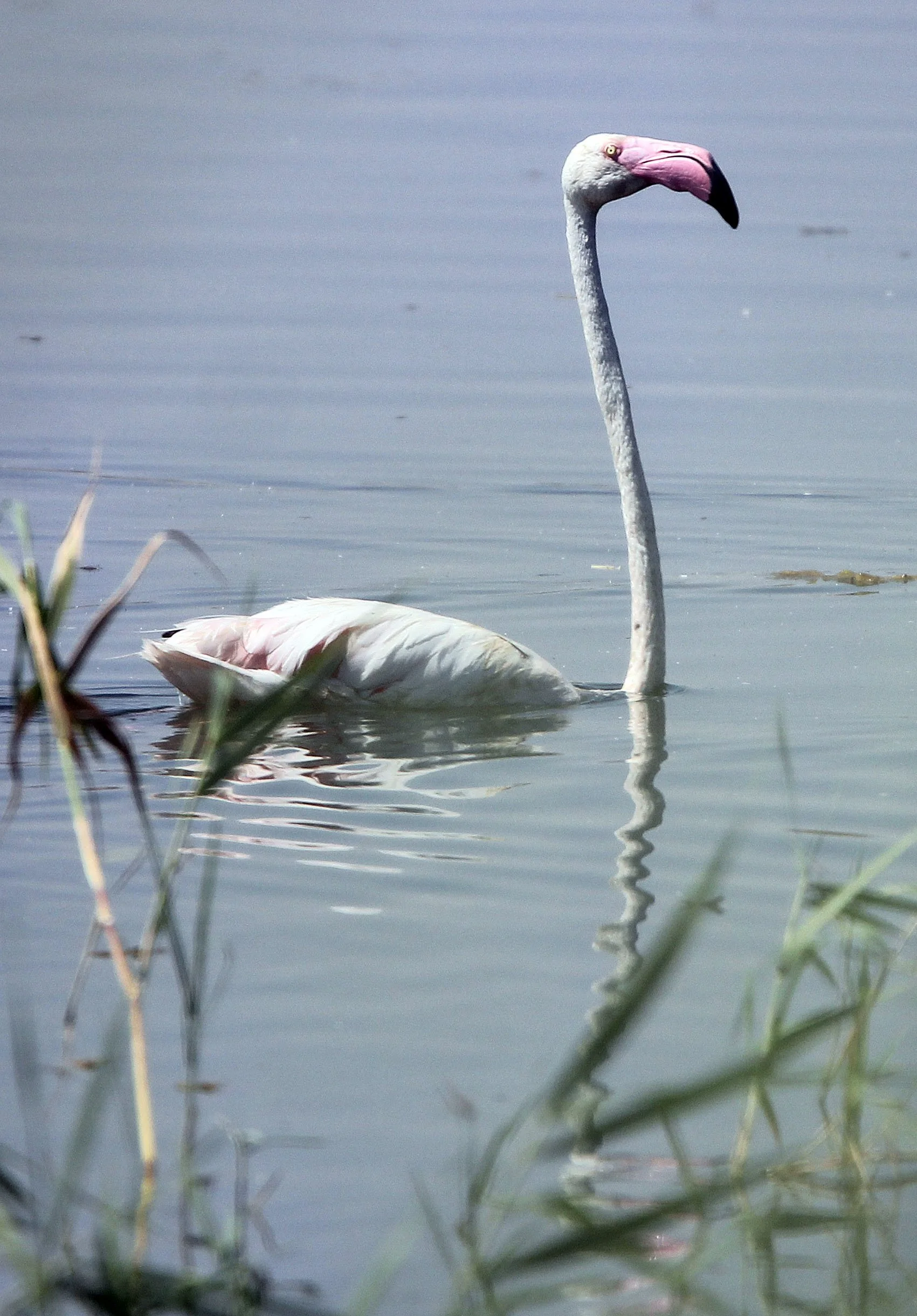 Phoenicopterus roseus - Greater Flamingo - Laguna Dulce Spain (5).JPG
