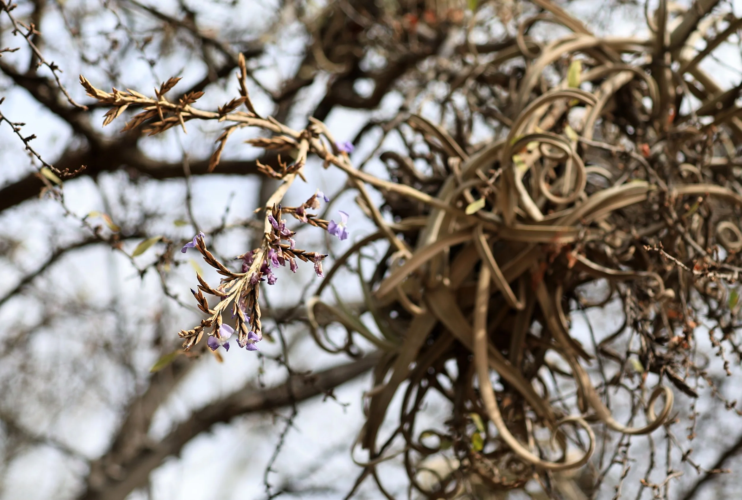 Tillandsia duratii - Neuland Mennonite Colony Paraguay