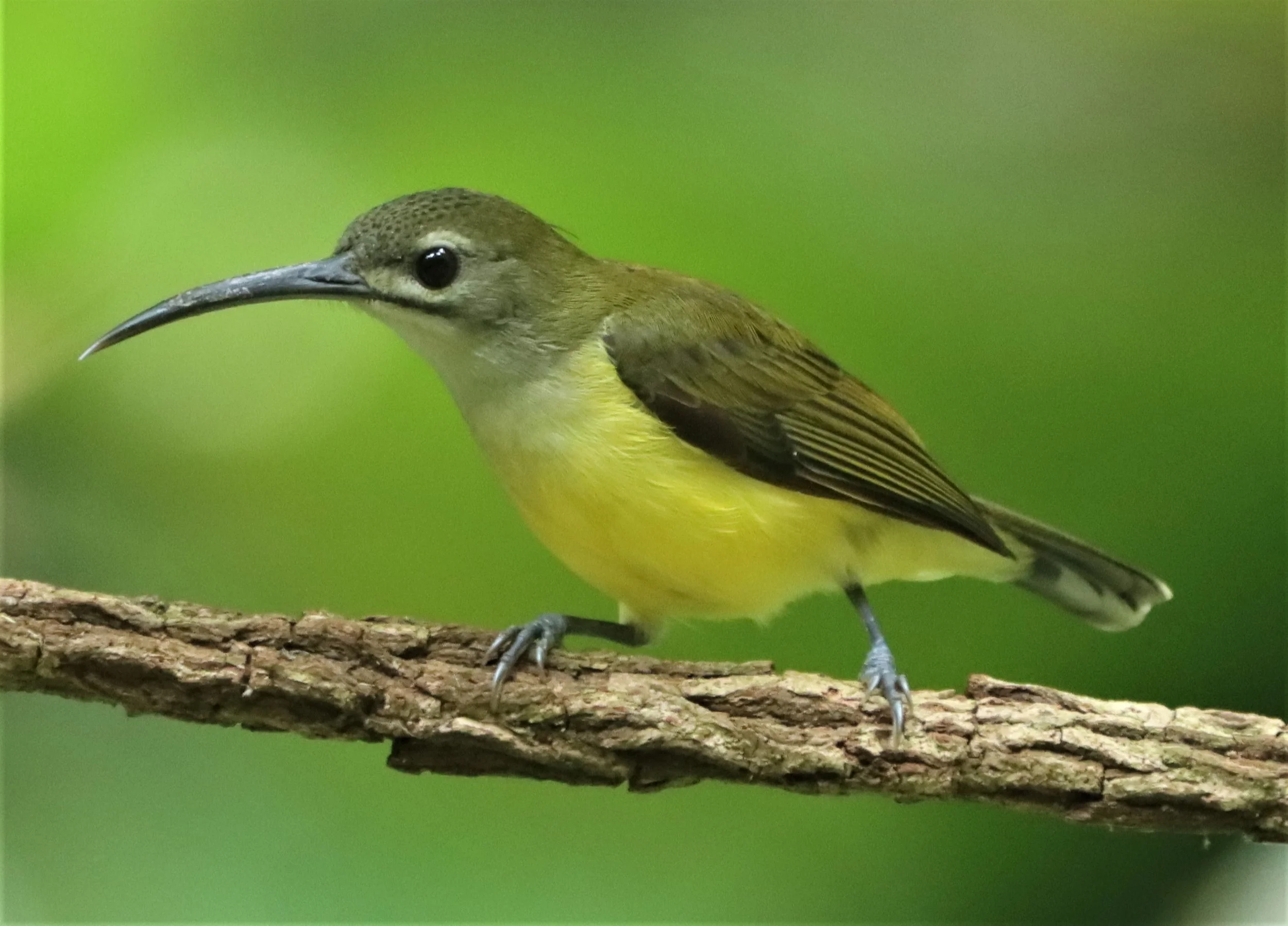 SPIDERHUNTER - LITTLE SPIDERHUNTER - Arachnothera longirostra - DOI INTHANON JULY 2 2021 (4).jpg