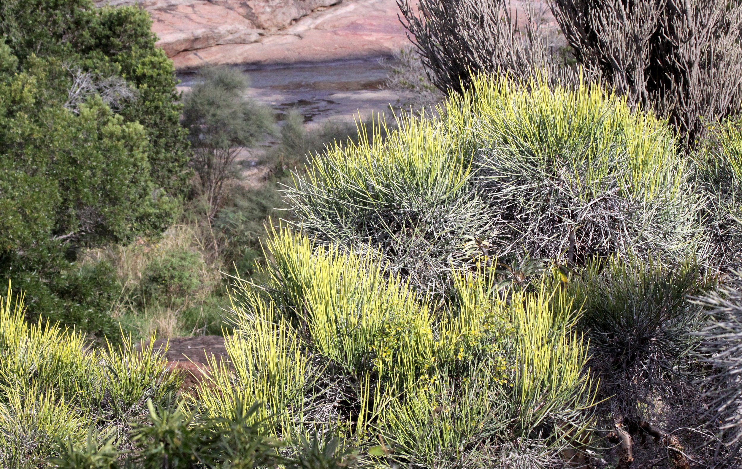 PLANT - EUPHORBIA SPECIES - ANDOHAHELA NATIONAL PARK MADAGASCAR (5).JPG