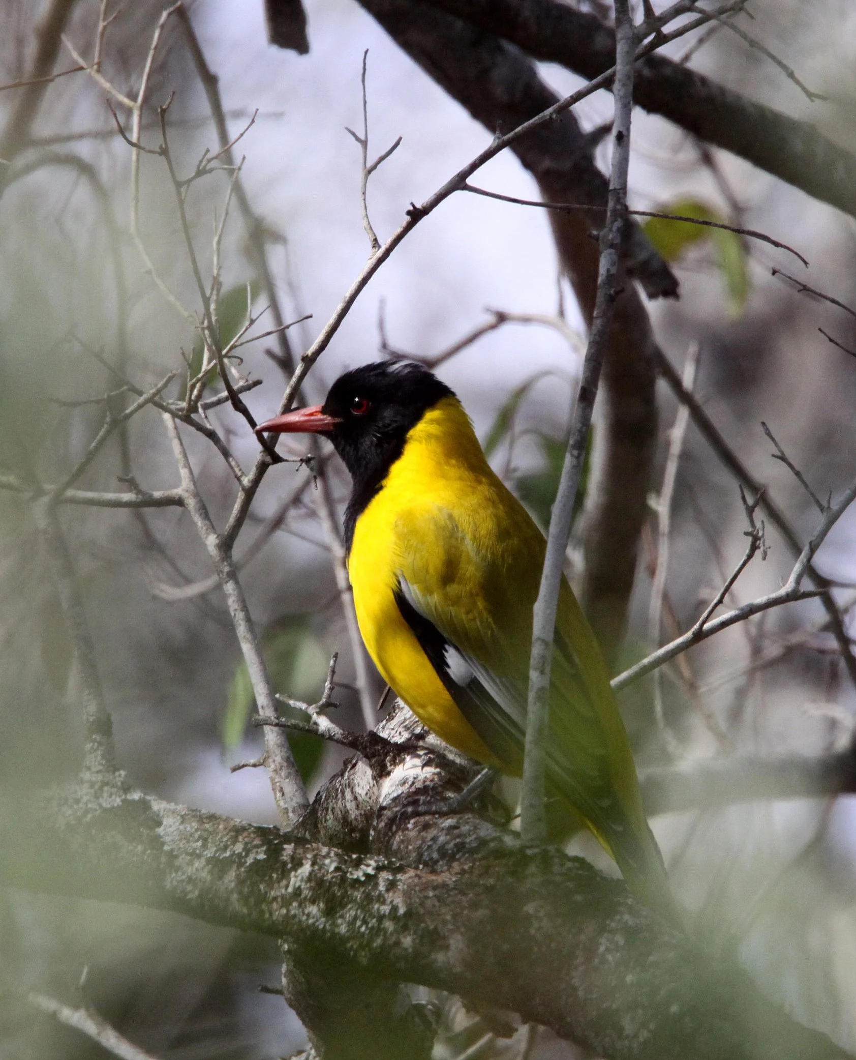 Eastern Black-headed Oriole (Oriolus larvatus) Imfolozi NP South Africa (4).JPG
