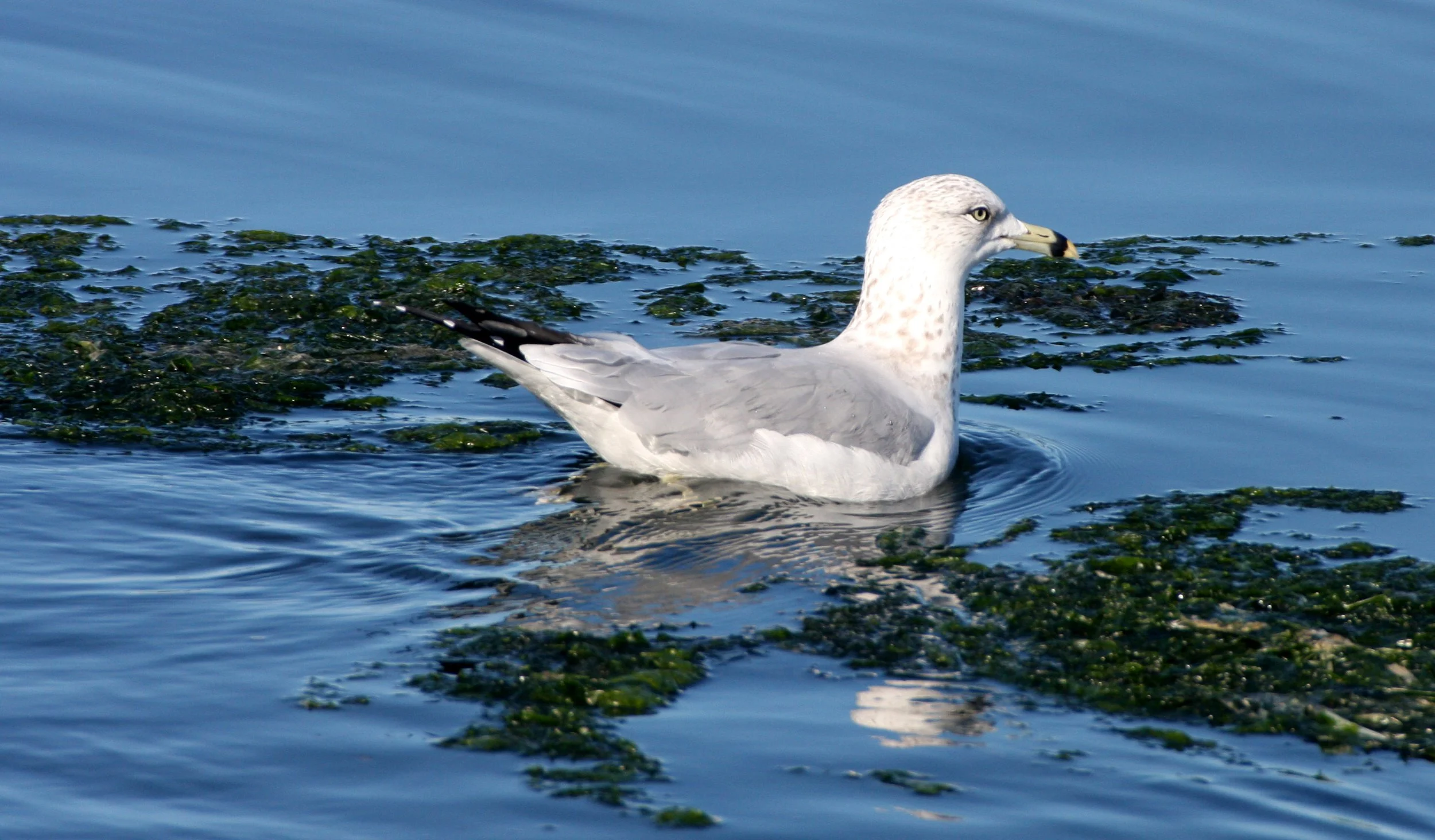 BIRD - GULL - RING-BILLED GULL - SEQUIM BAY (6).JPG