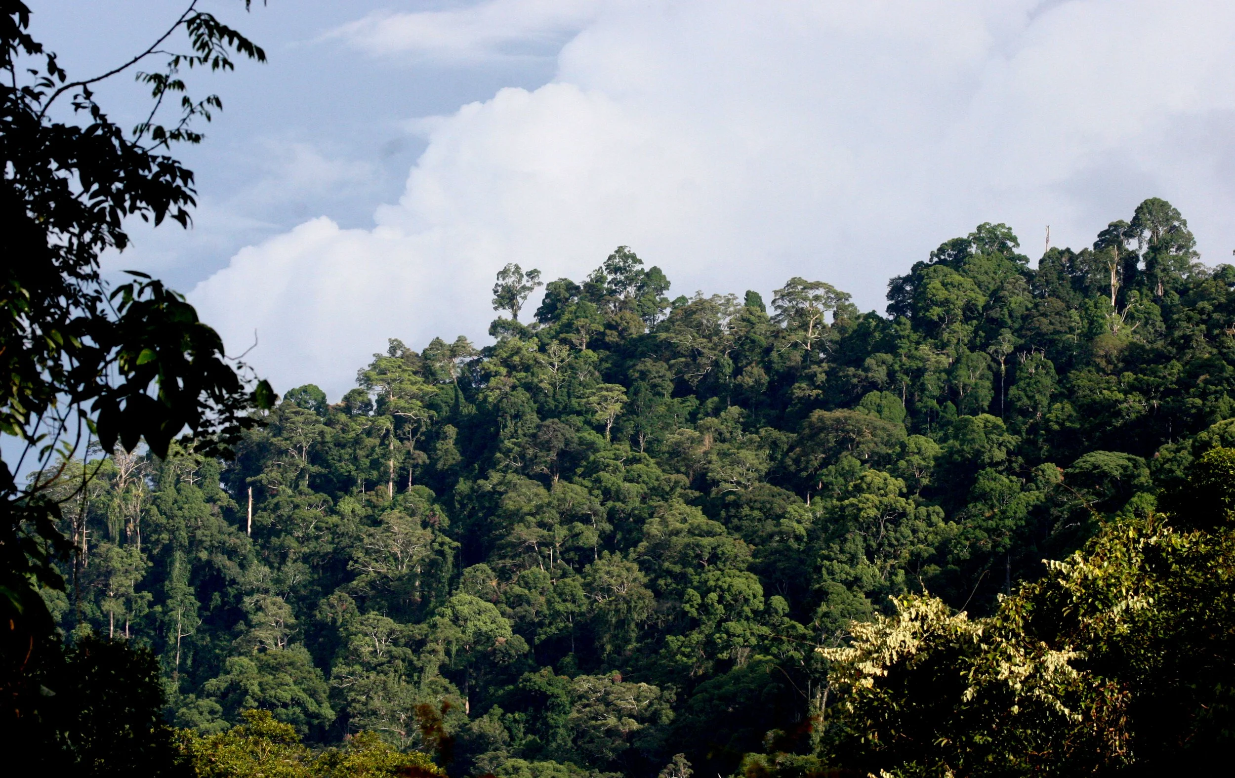 DANUM VALLEY BORNEO - FOREST VIEWS (3).JPG