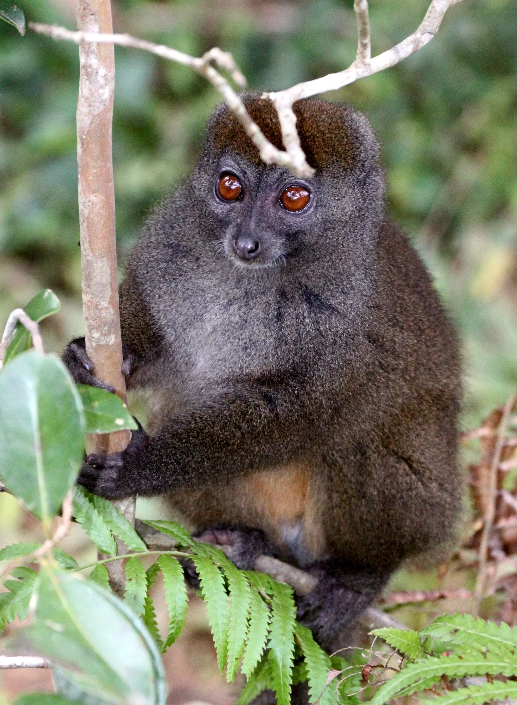 LEMURIDAE - Hapalemur griseus griseus - EASTERN LESSER GRAY BAMBOO LEMUR - ANDISABE NATIONAL PARK MADAGASCAR (38).JPG