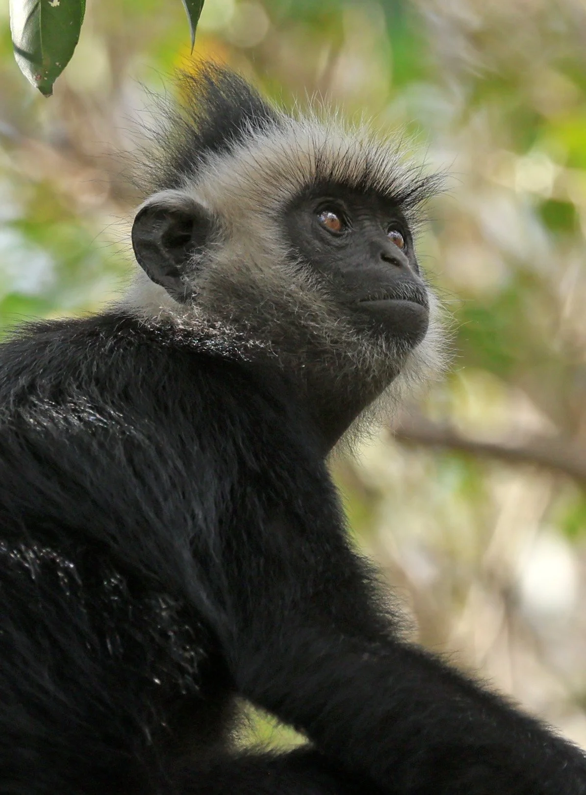 Laotian Langur or White-browed Black Langur (Trachypithecus laotum) The Rock Viewpoint, Khammouane Province Laos (148).jpg
