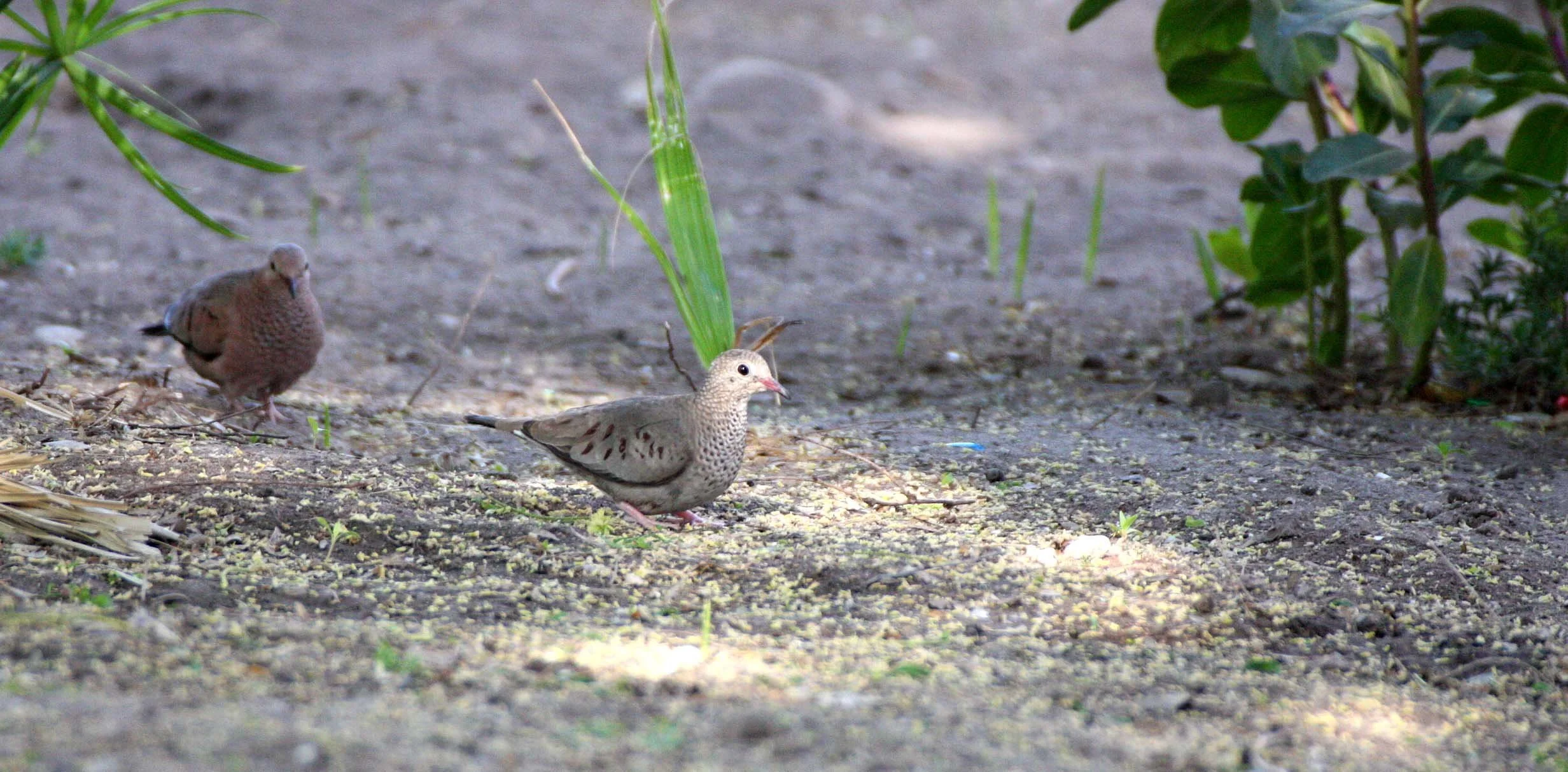 Common Ground Dove (Columbina passerina) Loreto Baja Mexico (6).JPG