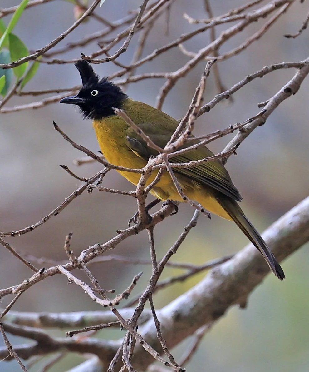 Black-crested Bulbul (Rubigula flaviventris) Kaeng Krachan National Park ESS Expedition 2026 (3).jpg