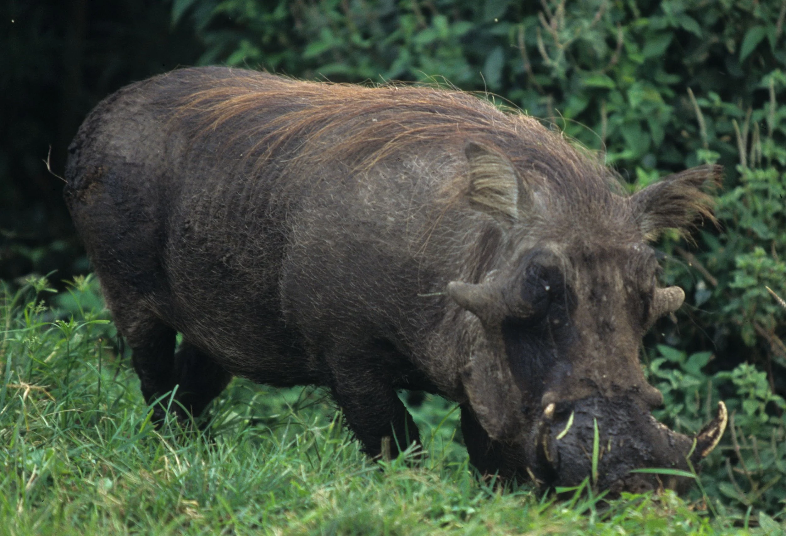 SUIDAE - WARTHOG-UGANDA 8 (2).jpg