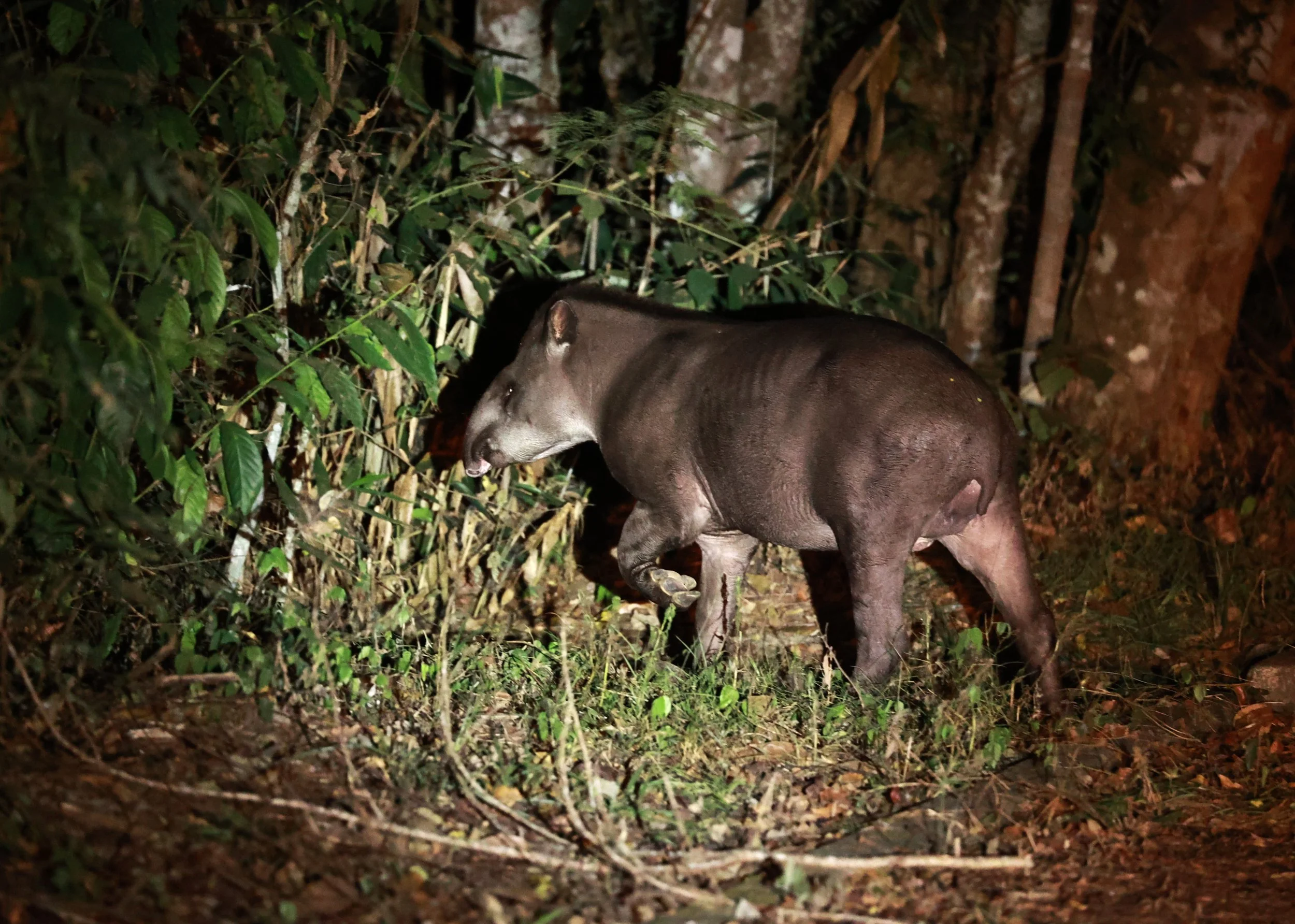 Tapirus terrestris - Brazilian or South American Tapir - Rio Doce State Park, Minas Gerais, Brazil (84).JPG