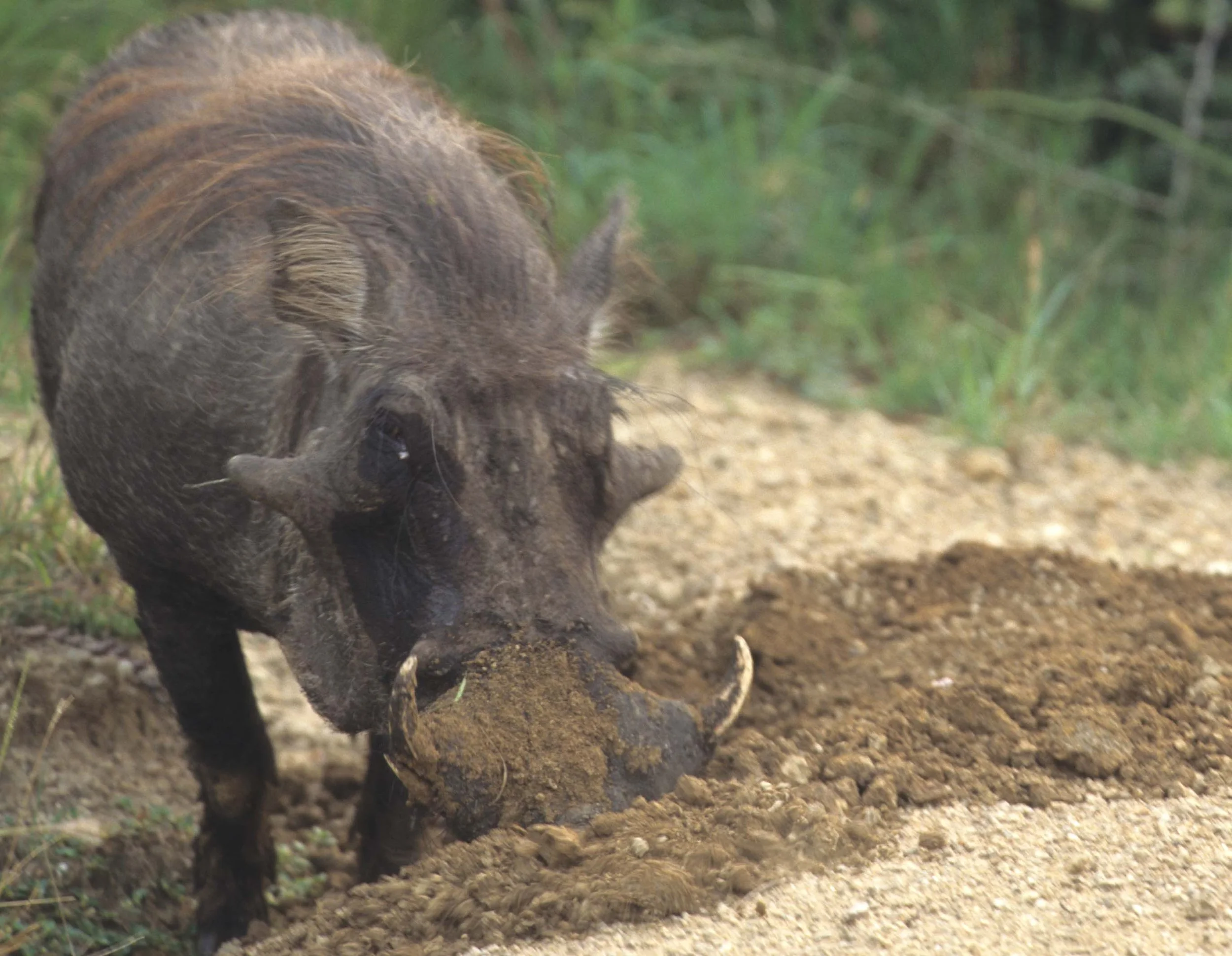 SUIDAE - WARTHOG-UGANDA (6).jpg