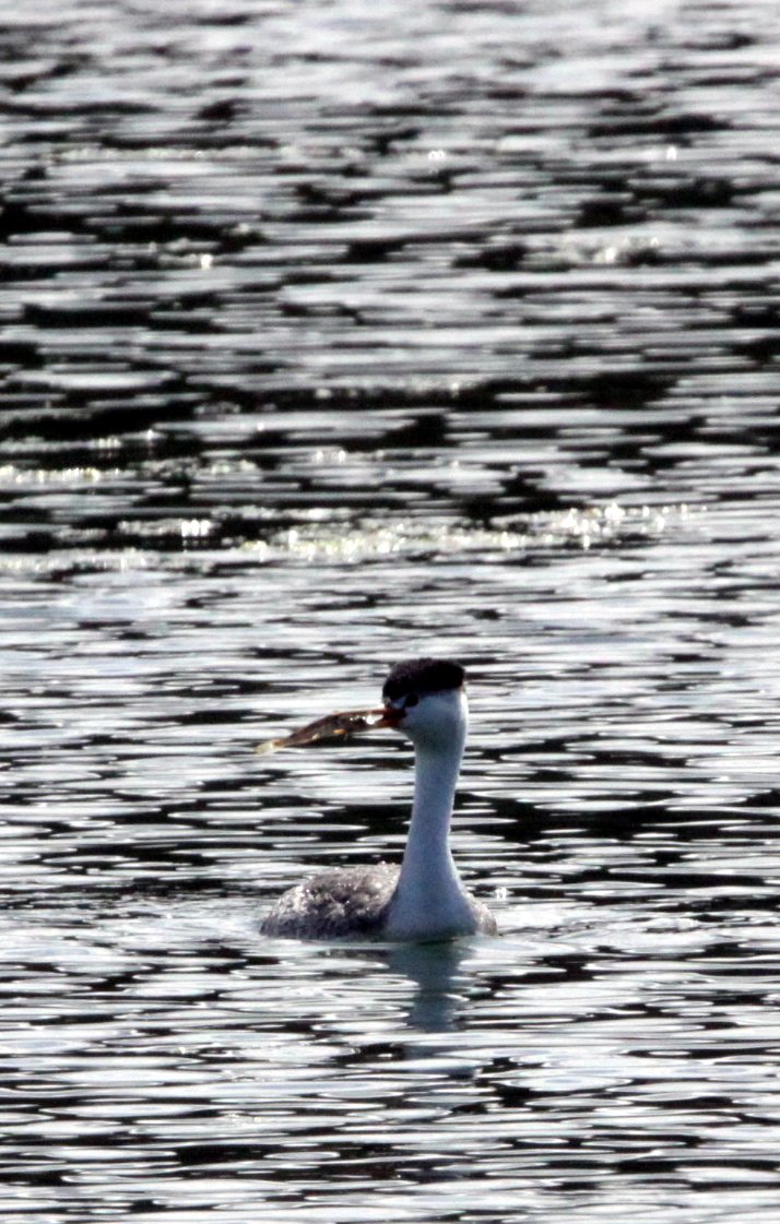 Clark's Grebe (Aechmophorus clarkii) Elkhorn Slough California 