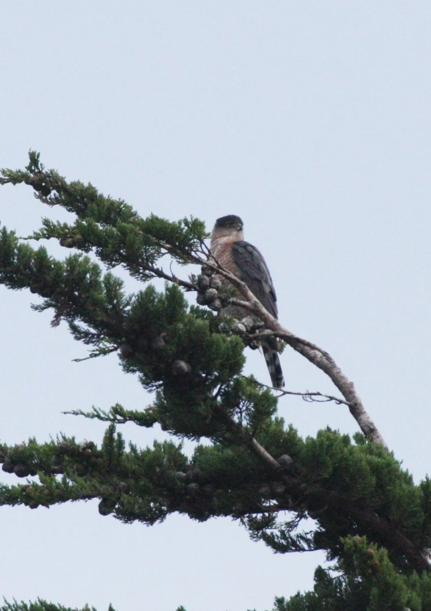Accipiter cooperii - COOPERS HAWK - SEQUIM PRAIRIE (16).JPG