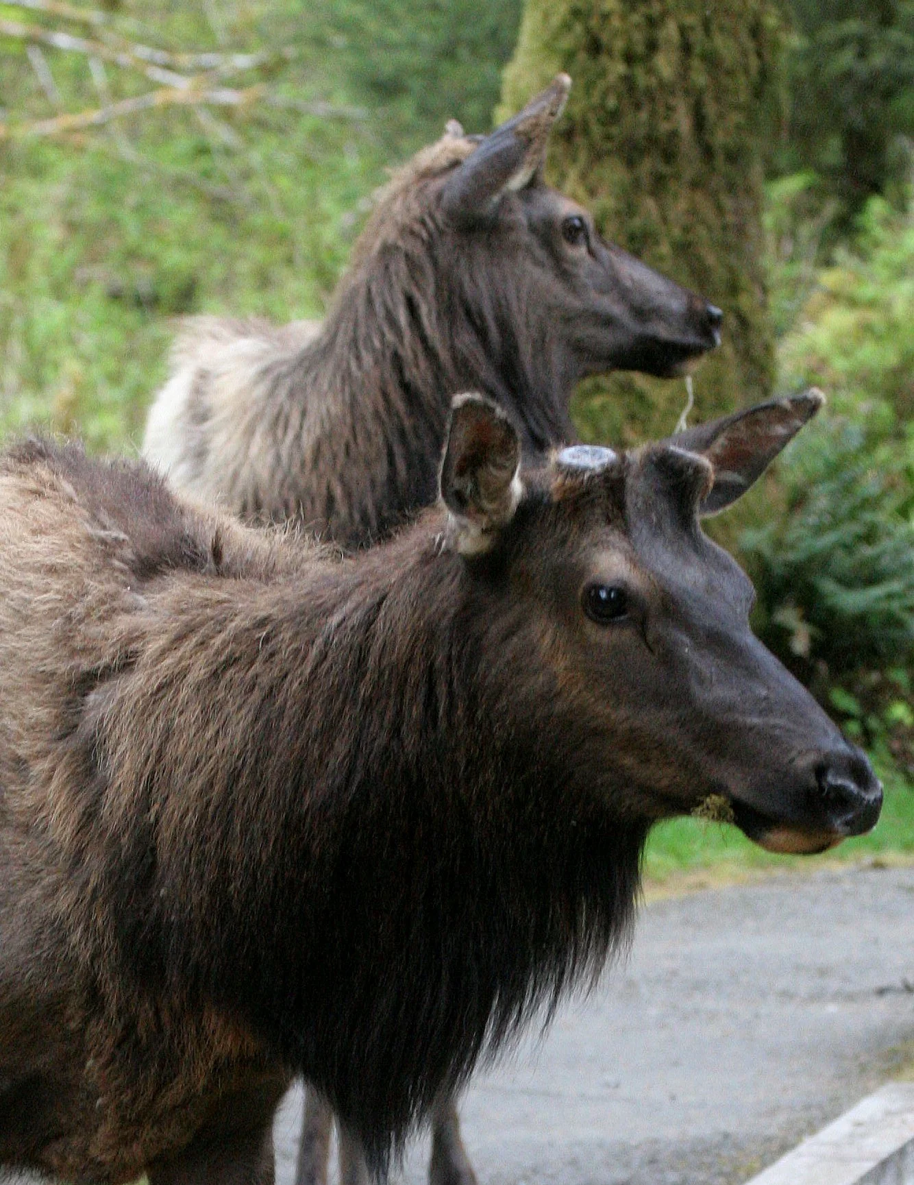 CERVID - ELK - ROOSEVELT ELK - CERVUS ELAPHUS ROOSEVELTI - HOH RIVER VALLEY - ONP WA (63).JPG