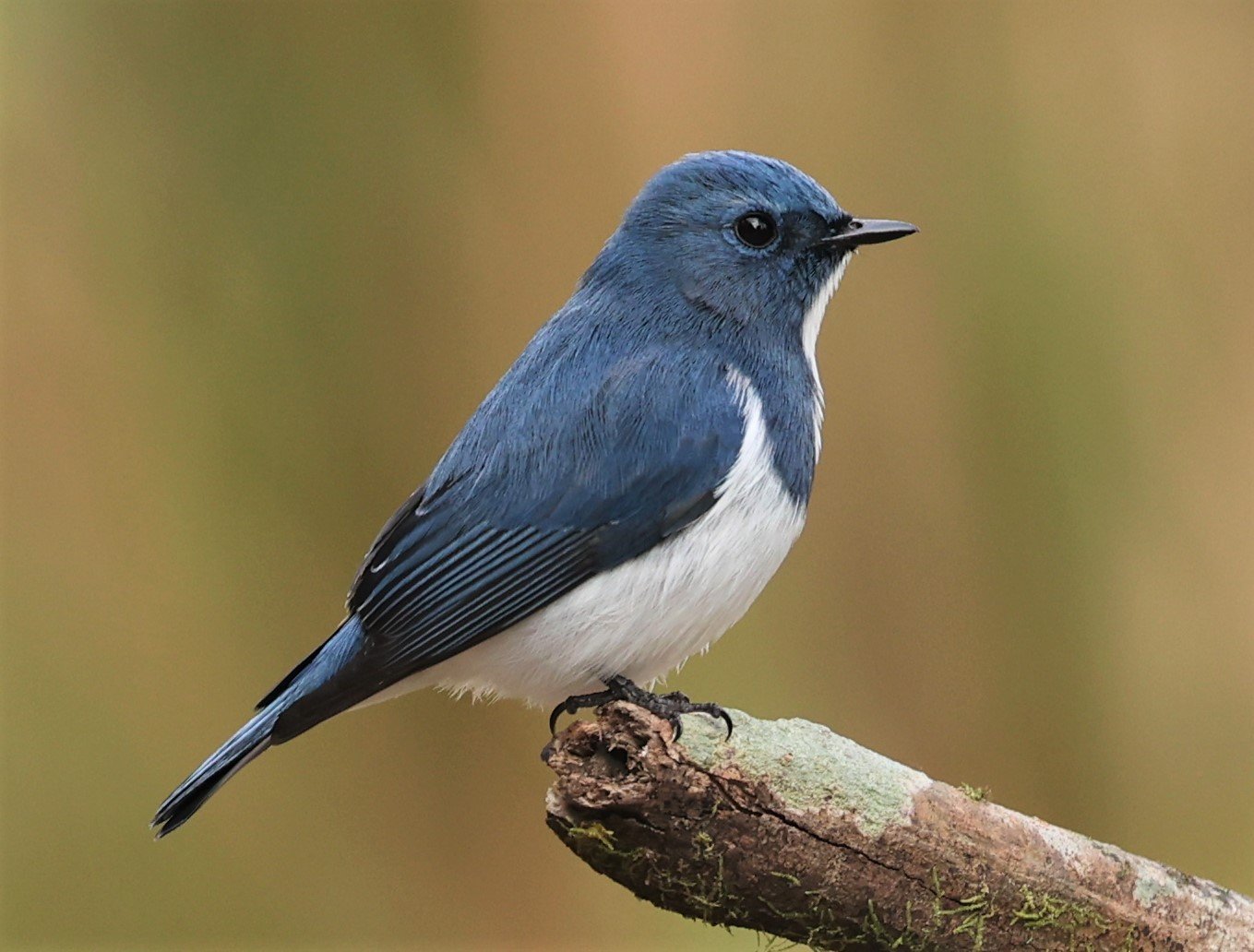 FLYCATCHER - ULTRAMARINE FLYCATCHER - Ficedula superciliaris - DOI LANG WEST, DOI PHA HOM POK NP, CHIANG MAI DEC 2021 (35).jpg