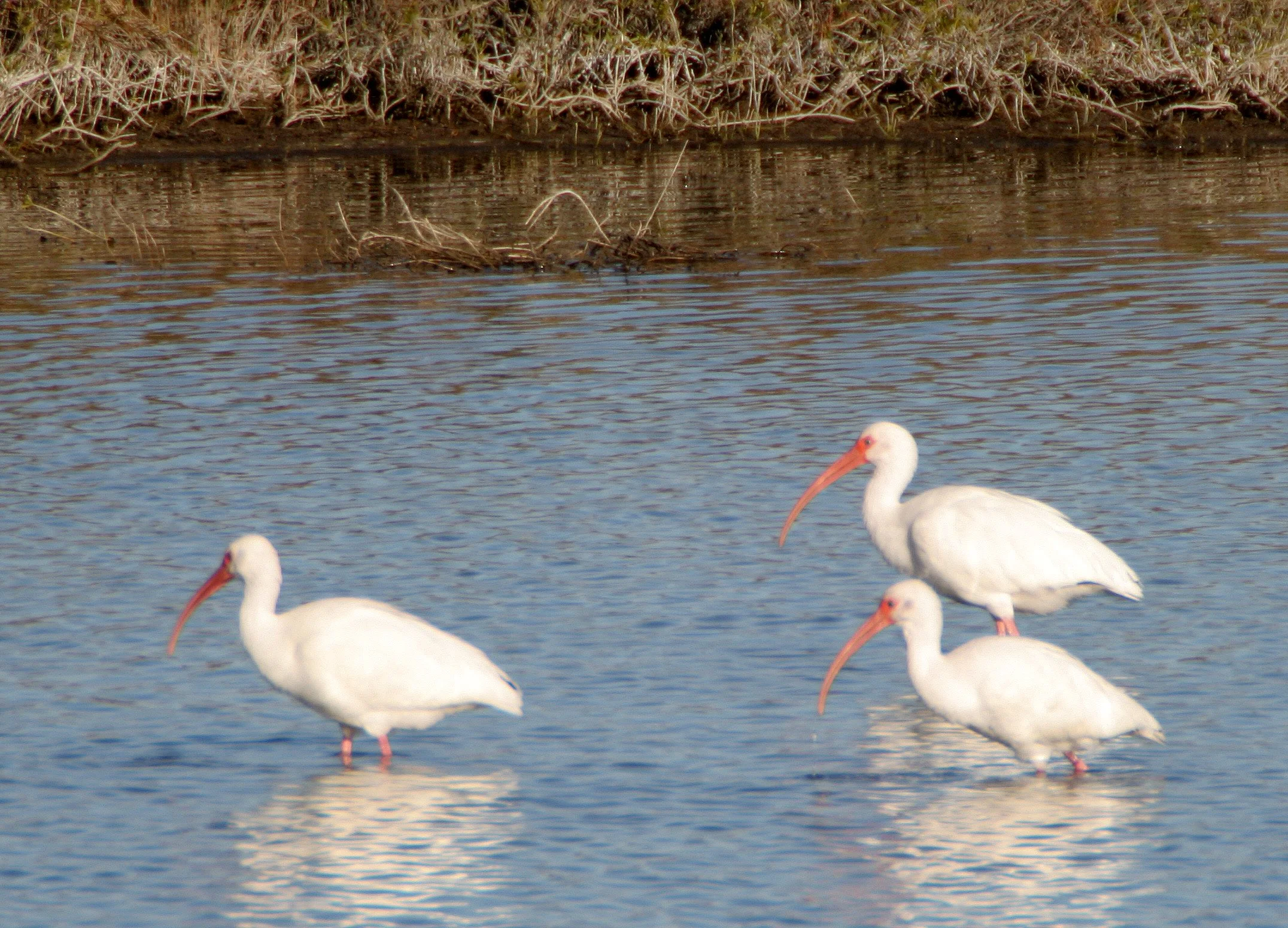 IBIS - AMERICAN WHITE IBIS - Eudocimus albus - ARANSAS NWR TEXAS (5).jpg