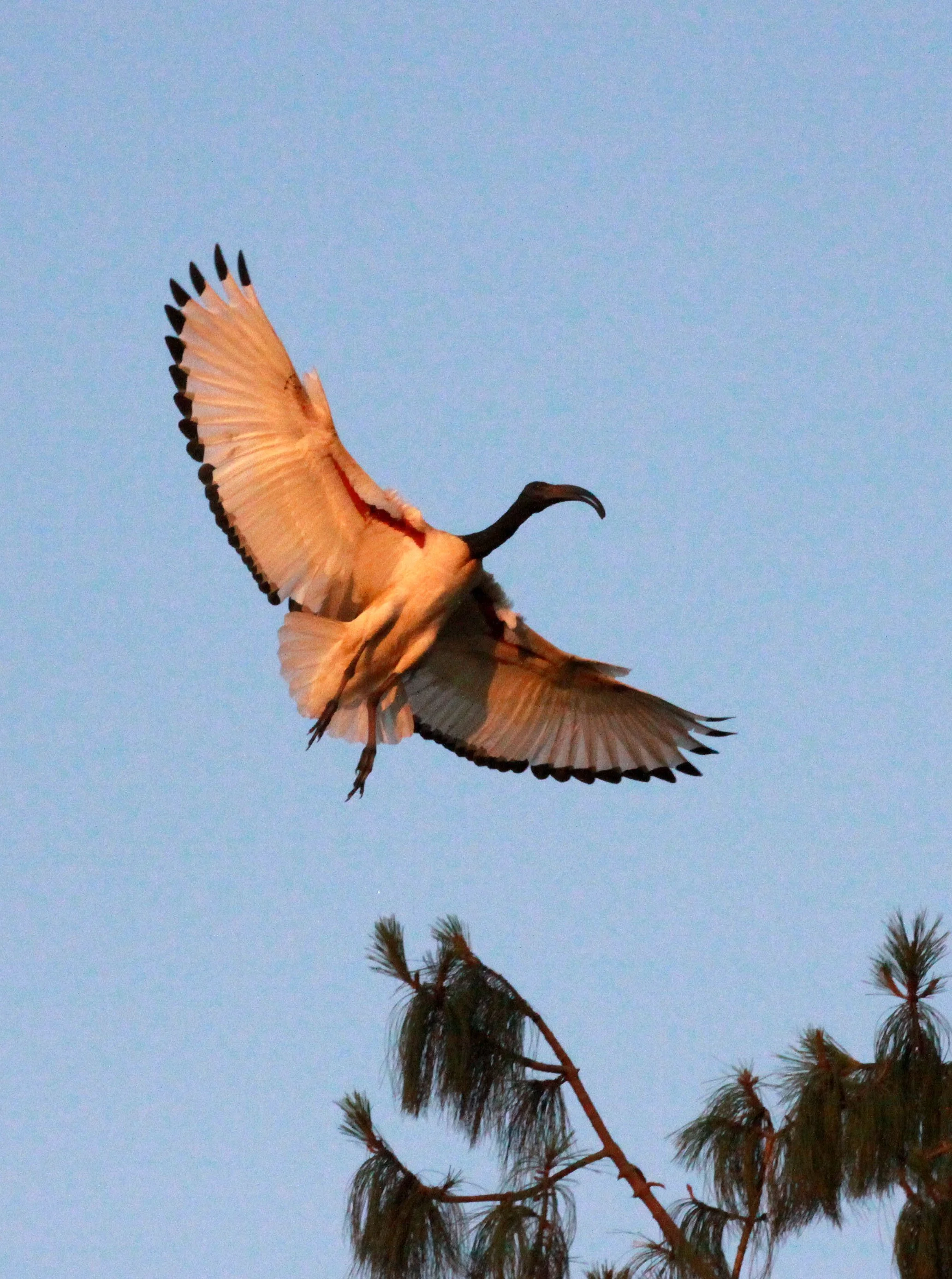 IBIS - AFRICAN SACRED IBIS - Threskiornis aethiopicus - NYUNGWE NATIONAL PARK RWANDA (531).JPG