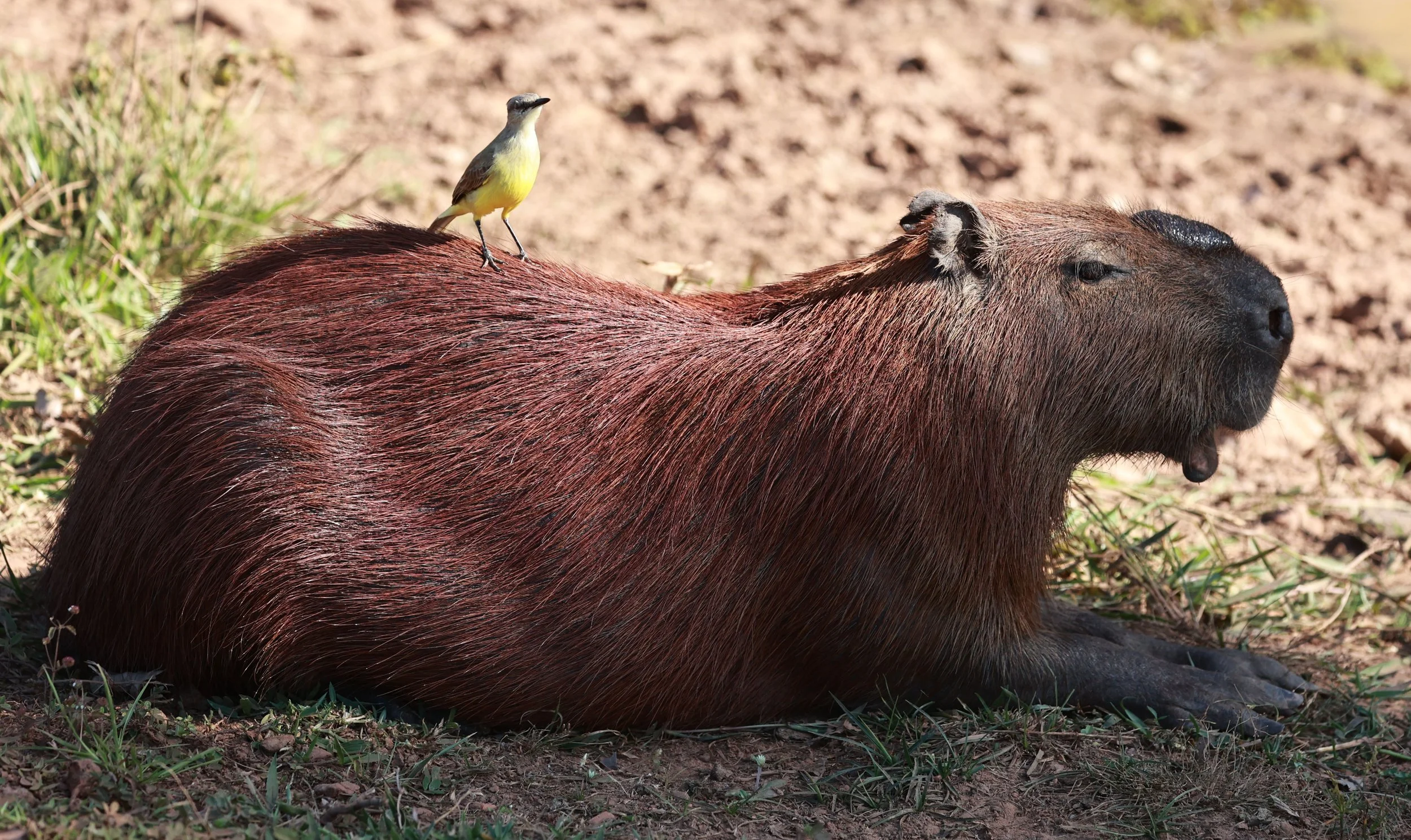 Hydrochoerus hydrochaeris - Capybara - Pousada Aguape - Fazenda São José Zona Rural, Aquidauana, Mato Grosso do Sul, Brazil (33).jpg