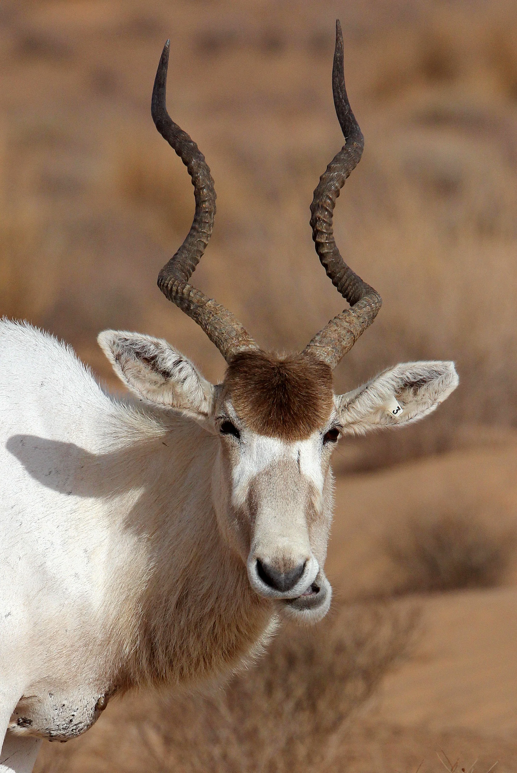 ADDAX - Addax nasomaculatus - JEBIL NATIONAL PARK TUNISIA (111).JPG
