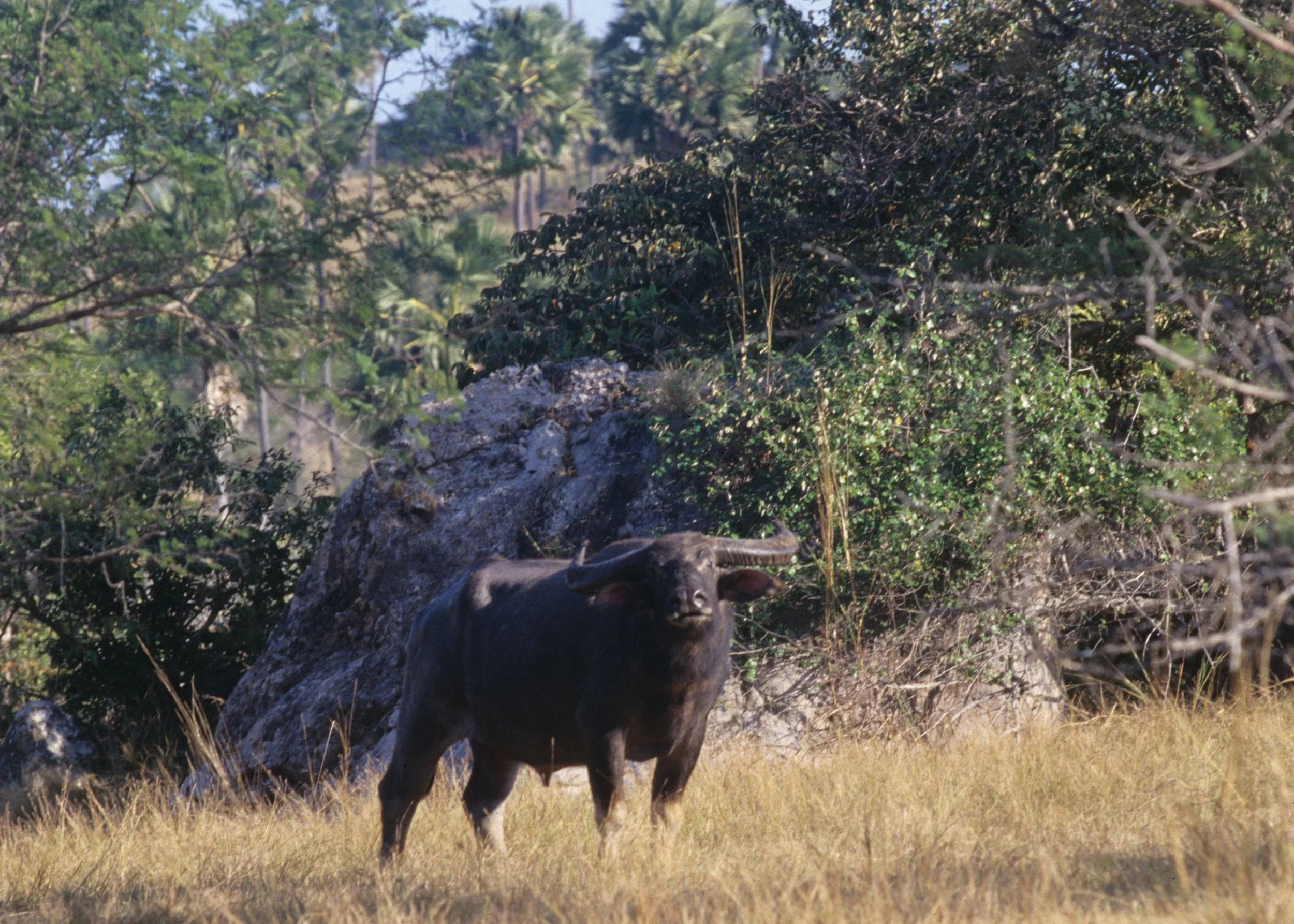BOVID - WATER BUFFALO - KOMODO NP - RINJA ISLAND.jpg