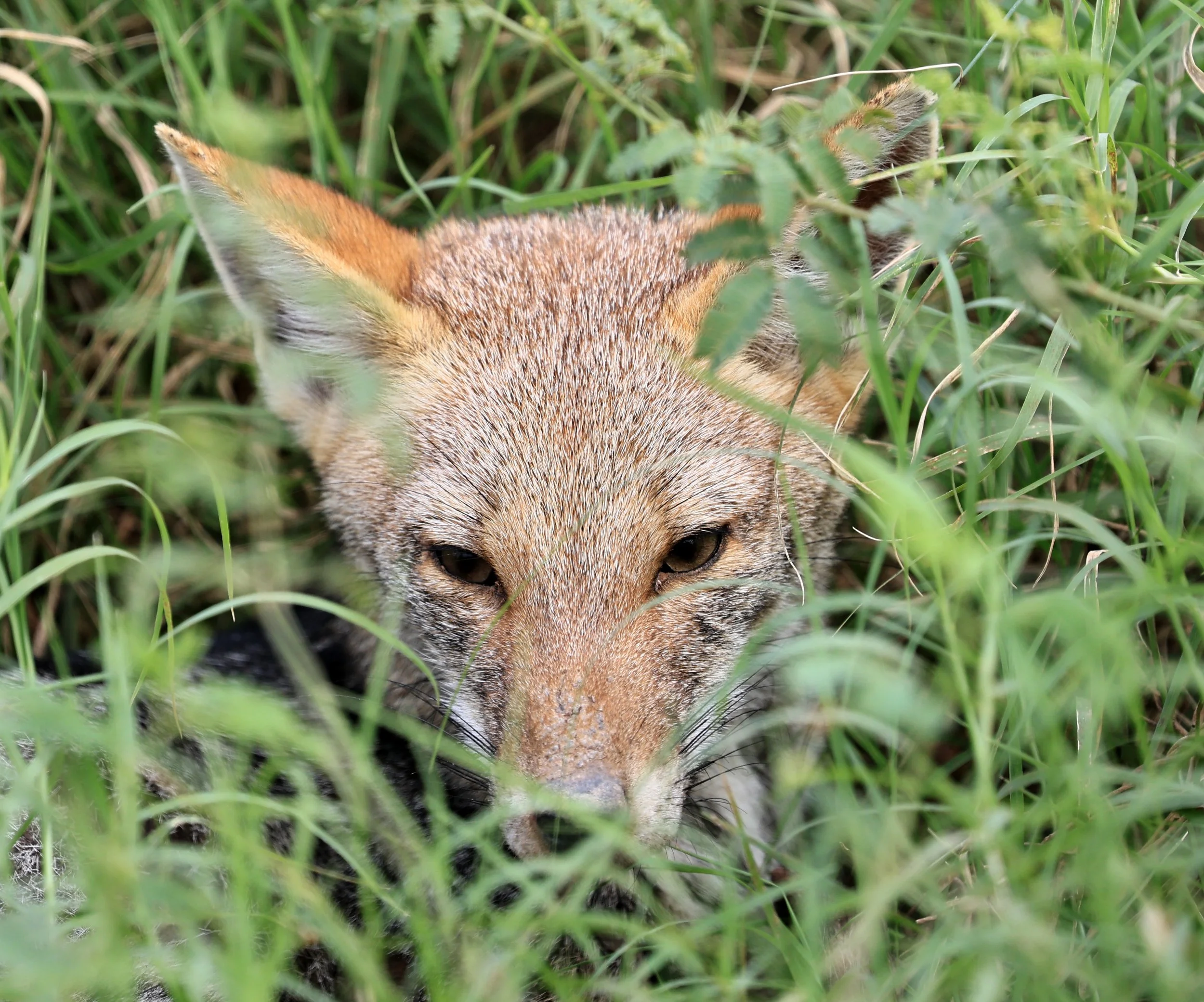 Pampas Fox (Lycalopex gymnocerca) Agua Dulce Paraguay (5).jpg