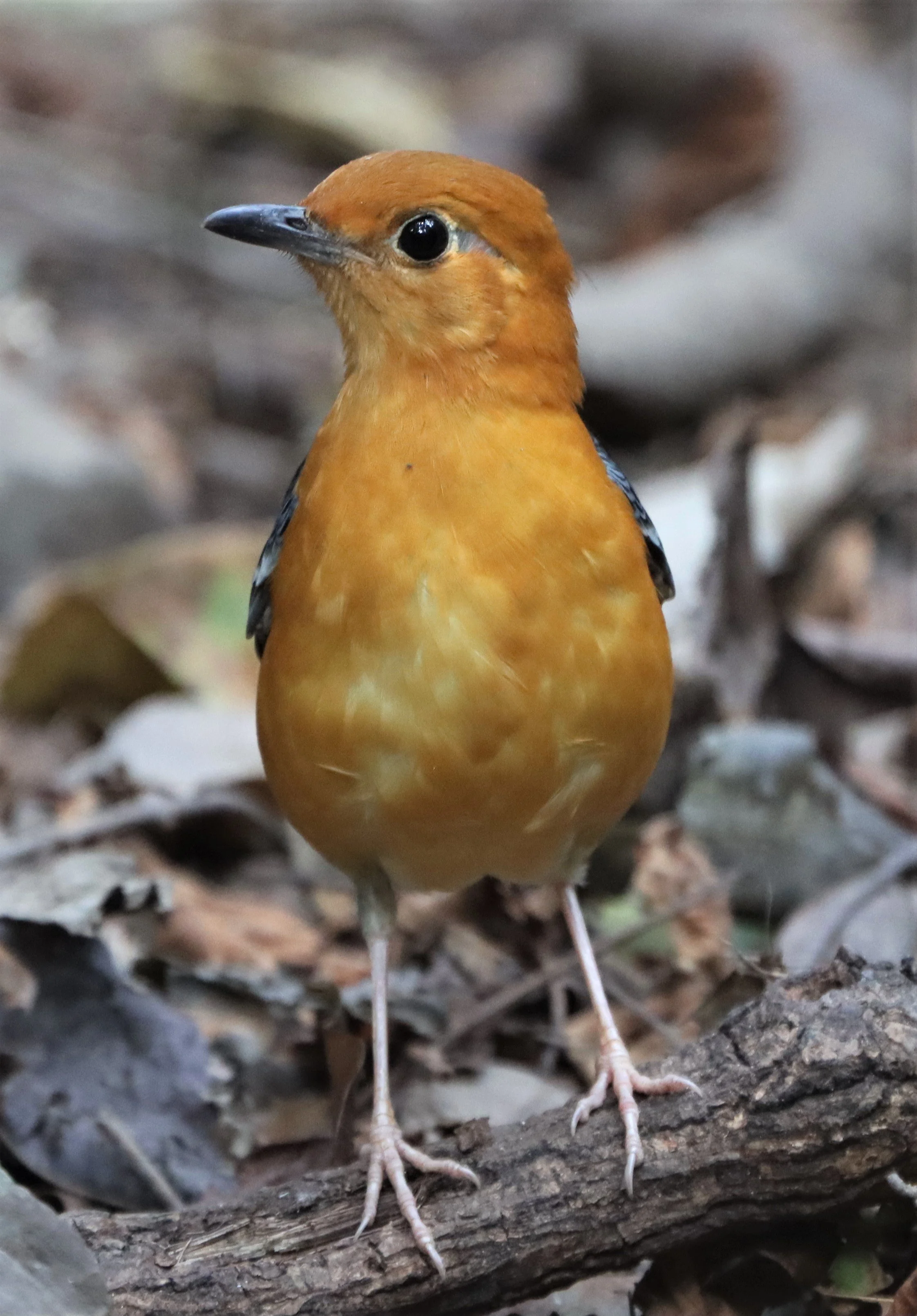 Orange-headed Thrush (Zoothera citrina) Neung Hide Kaeng Krachan NP (24).jpg
